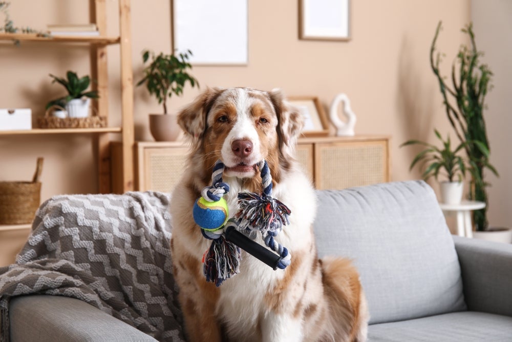 Cachorro colorido peludo sentado em sofá segurando um brinquedo com a boca