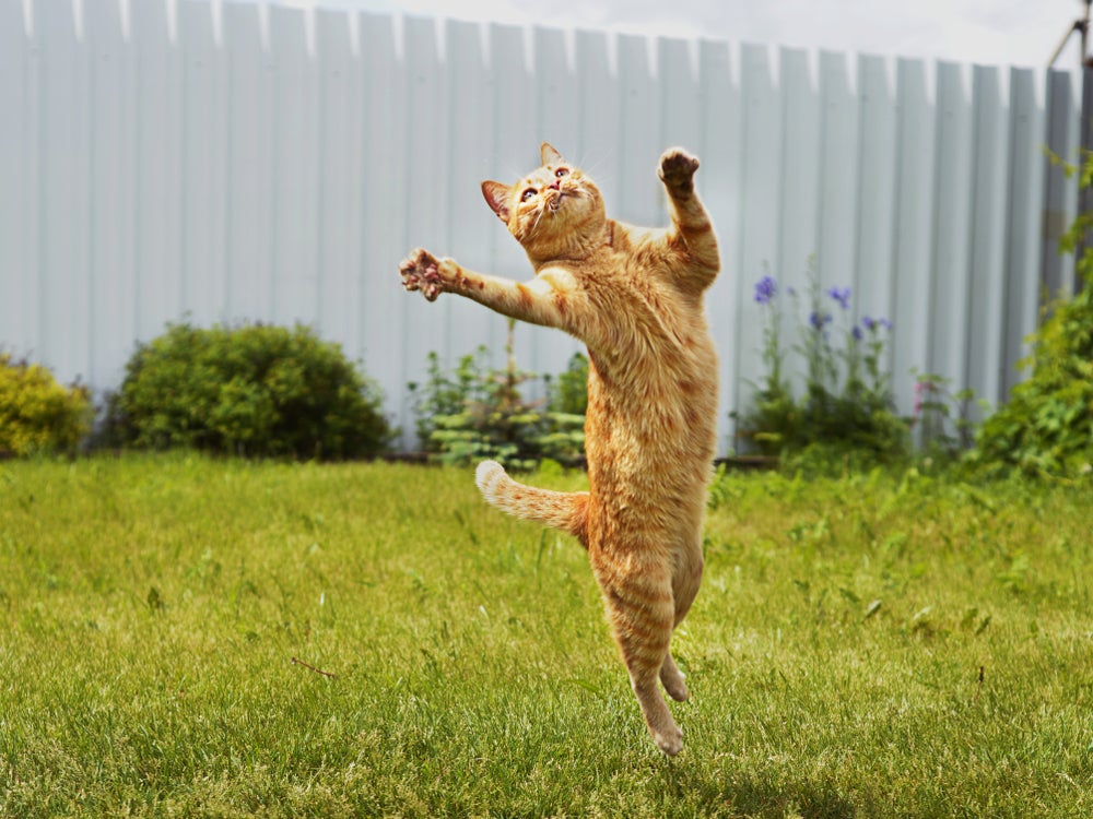 Gato laranja pulando no quintal com gramado