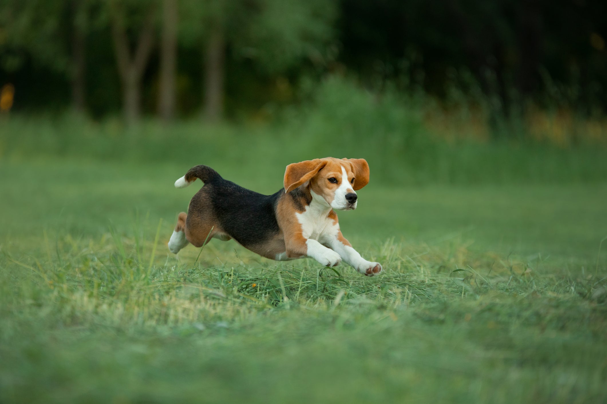 Beagle correndo em campo aberto