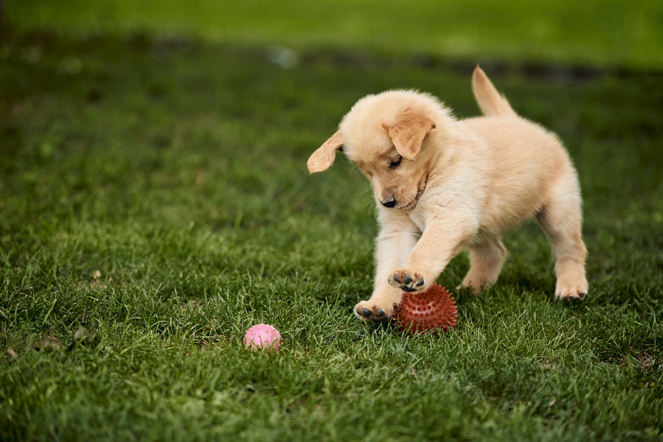Cachorro filhote amarelo brincando com bolinha de brinquedo em gramado
