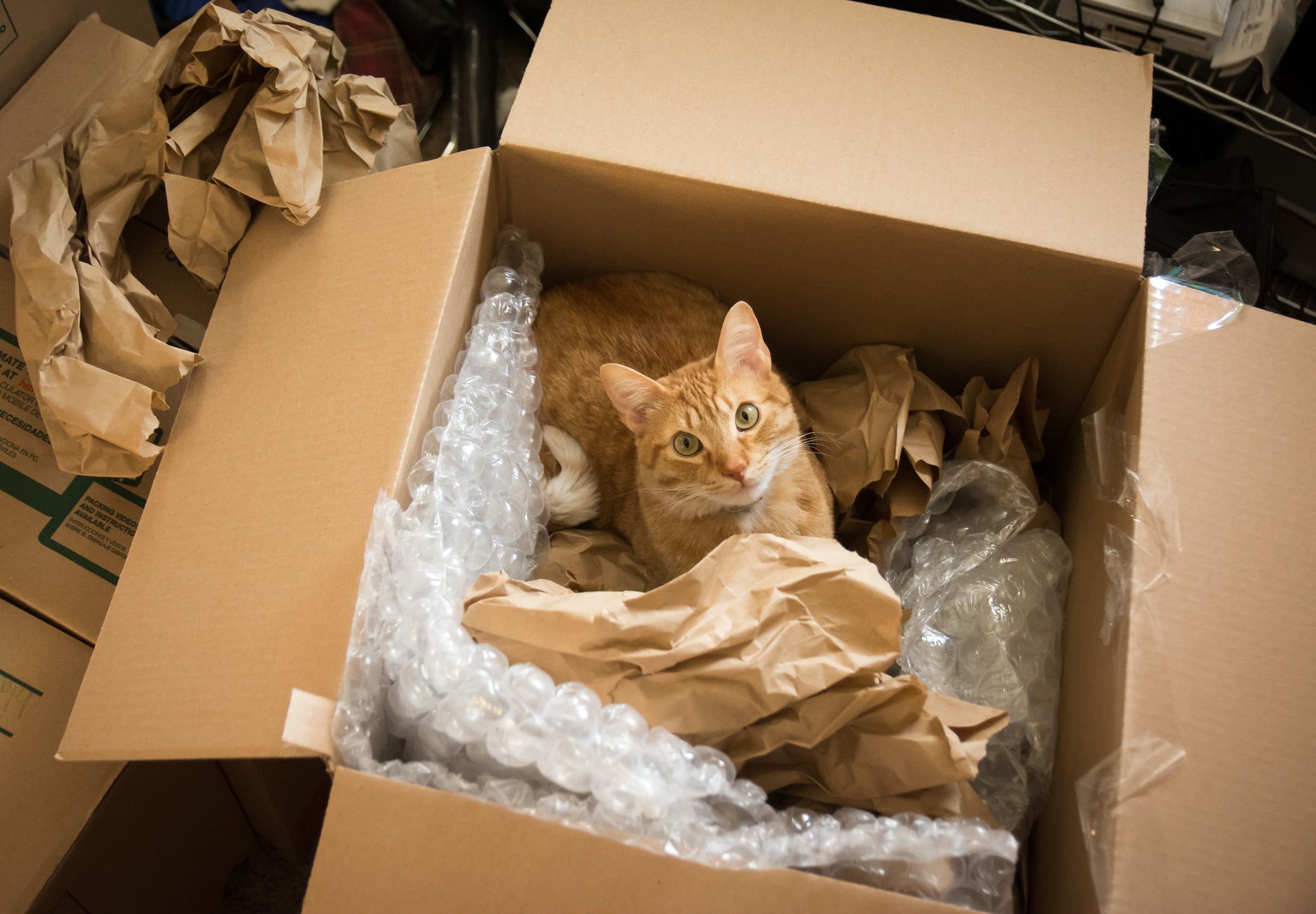 Gato laranja dentro de caixa de papelão