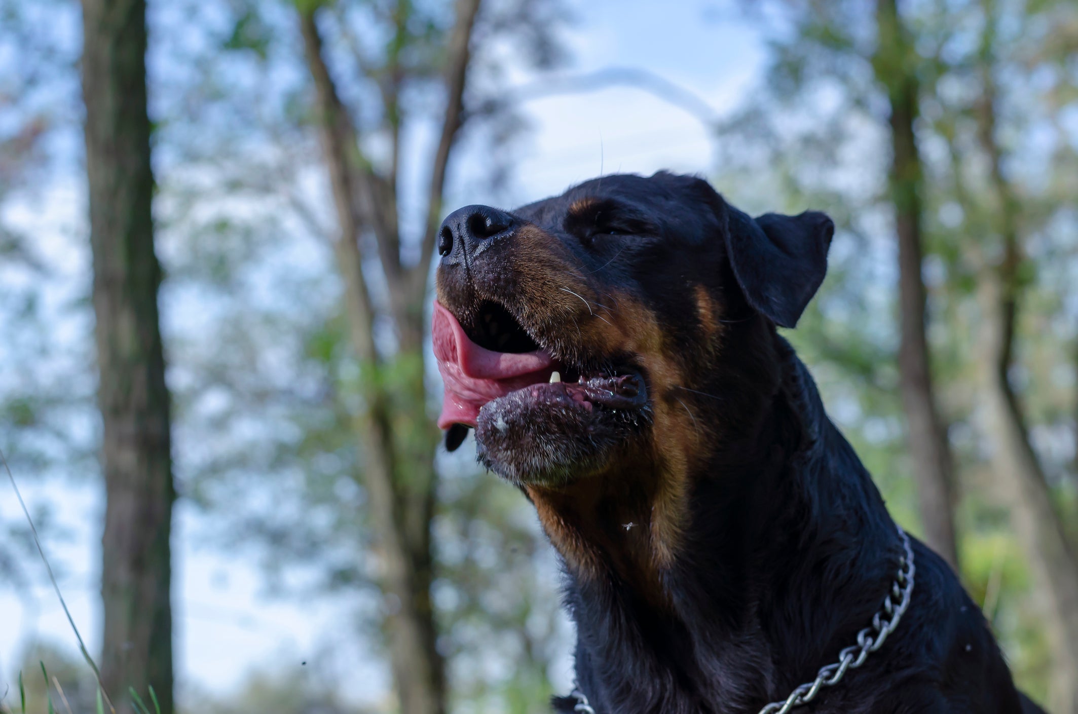 Cão Rotweiller em floresta com a língua para fora