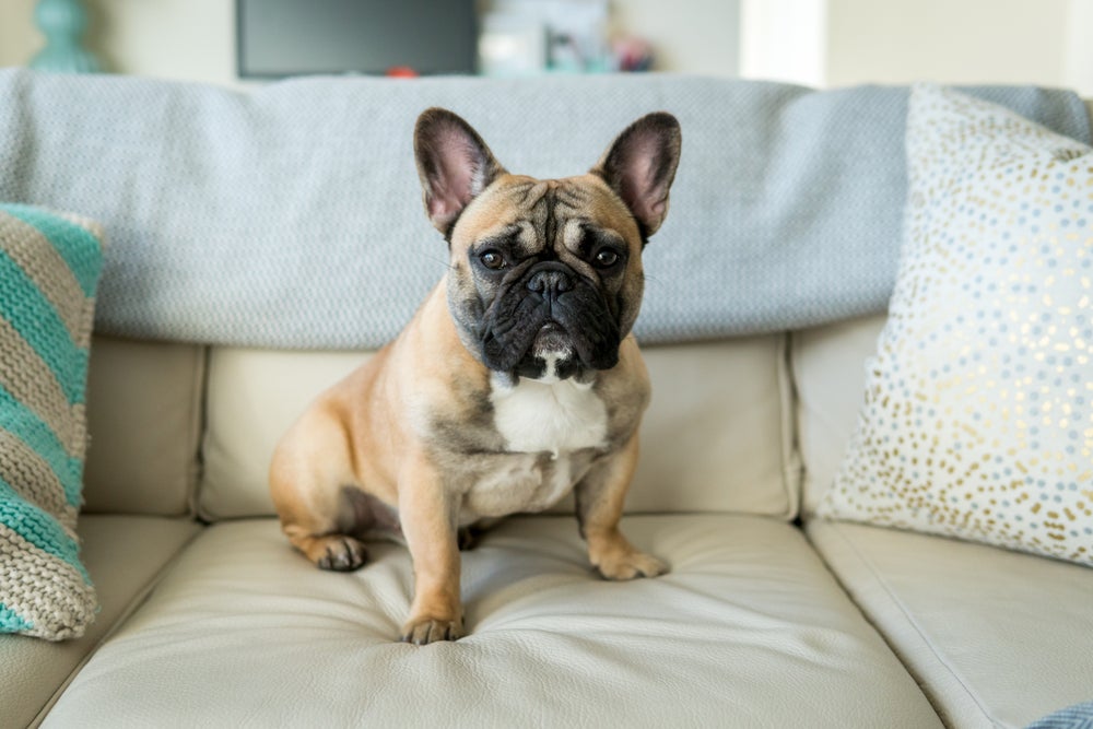 cachorro bulldog francês no sofá
