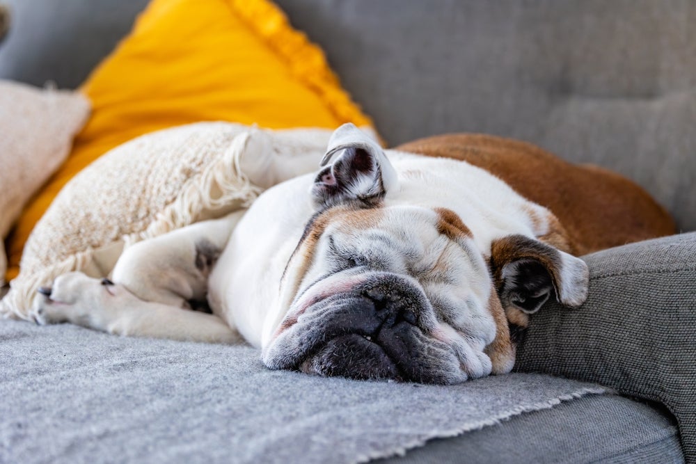 cachorro bulldog inglês dormindo no sofá