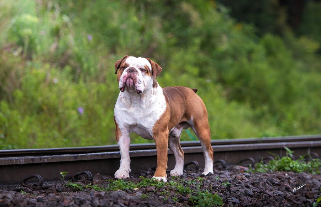 Bulldog Campeiro perto de trilho de trem no mato