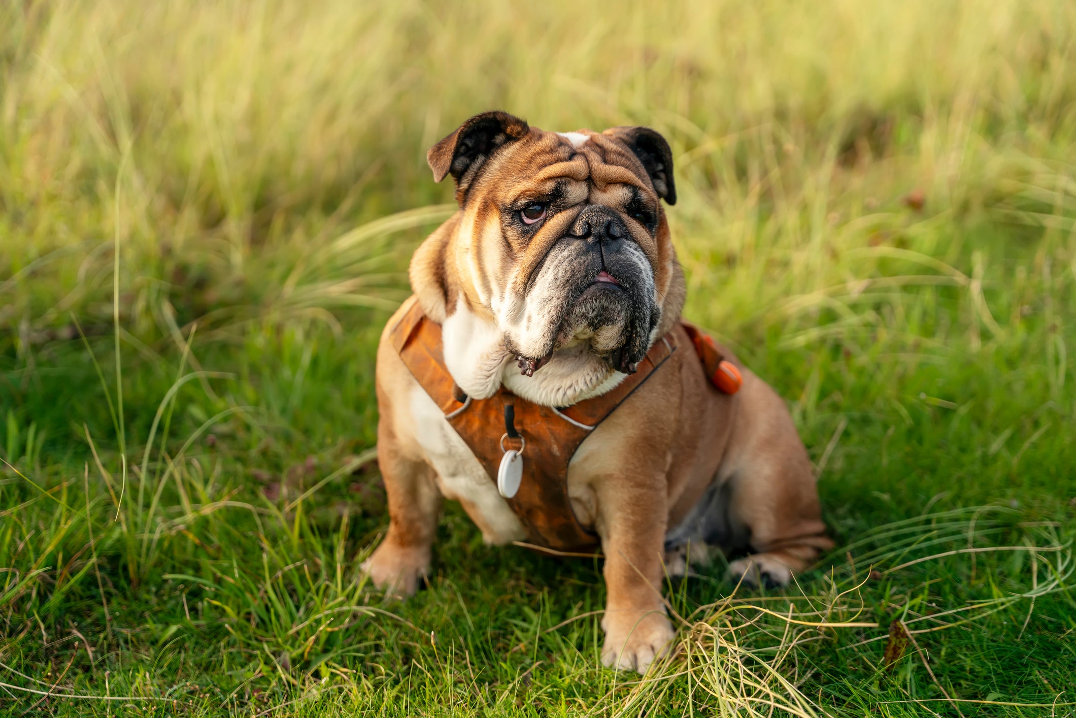 Bulldog Inglês sentado em mato com coleira de peito marrom