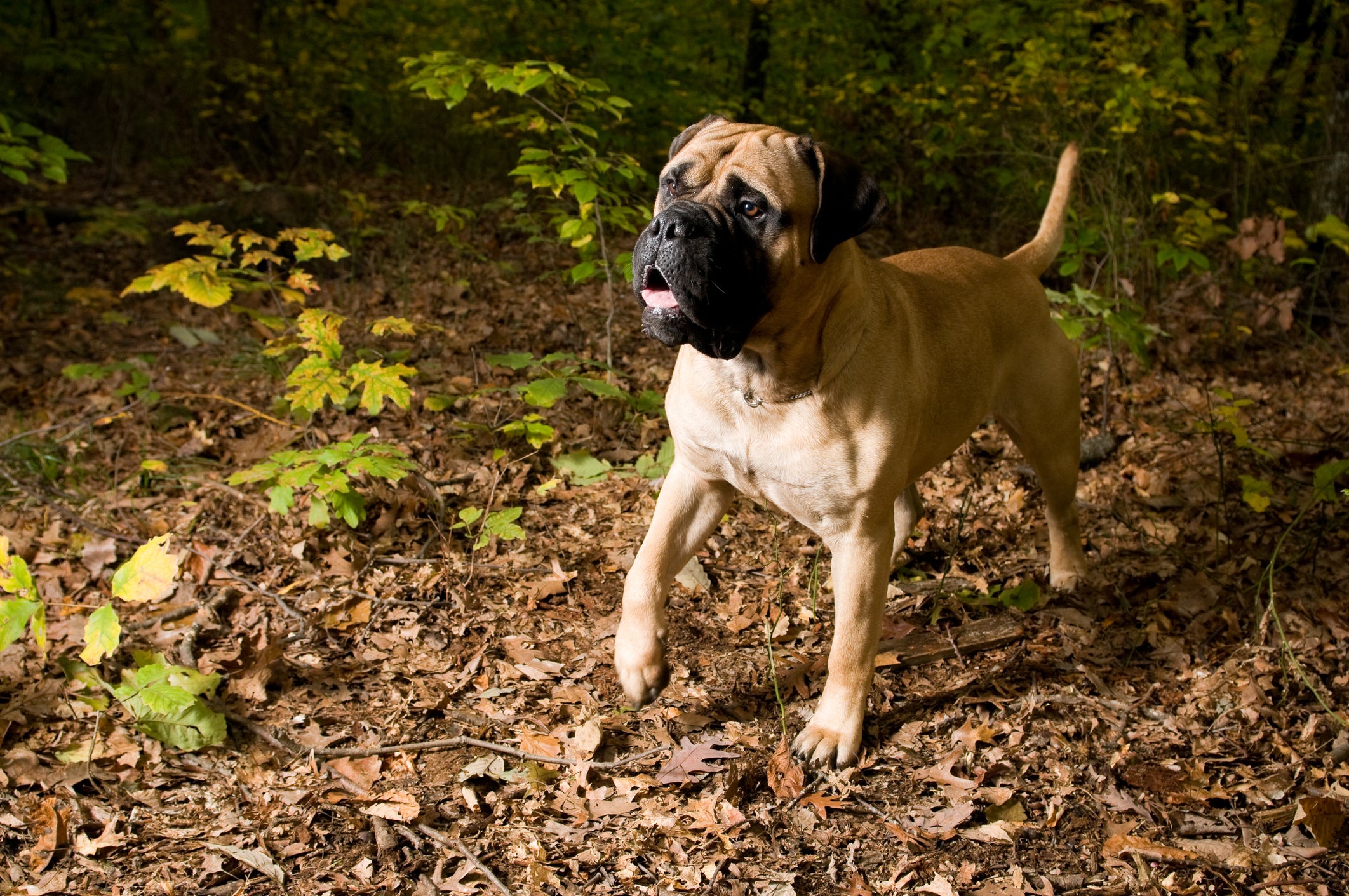 Cão Bullmastiff em floresta