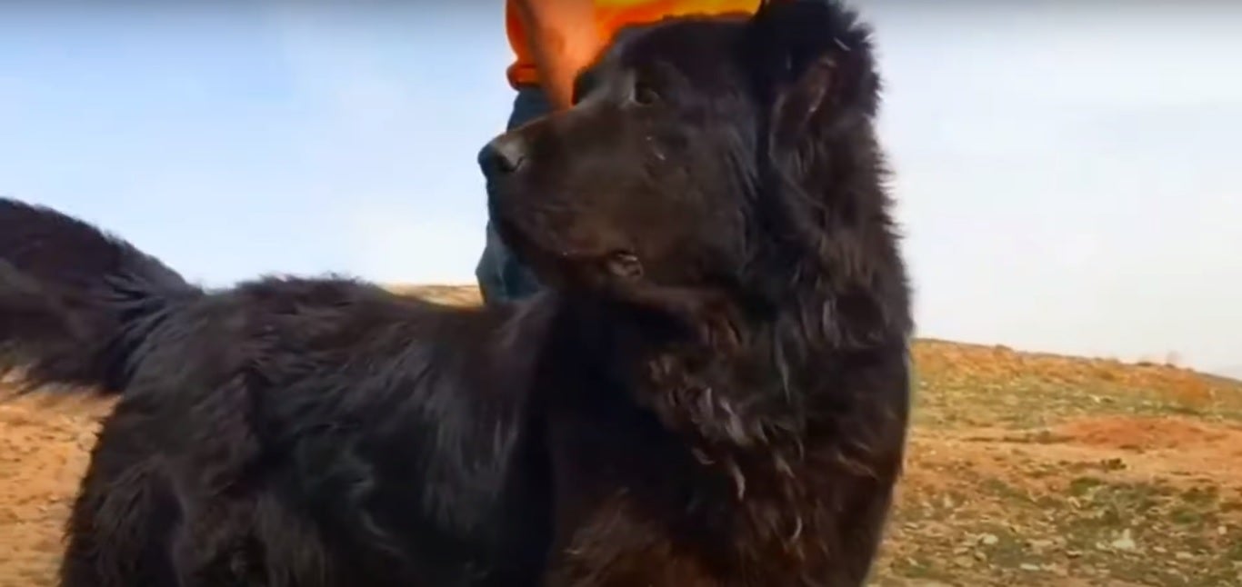 Cão Mastim Persa preto
