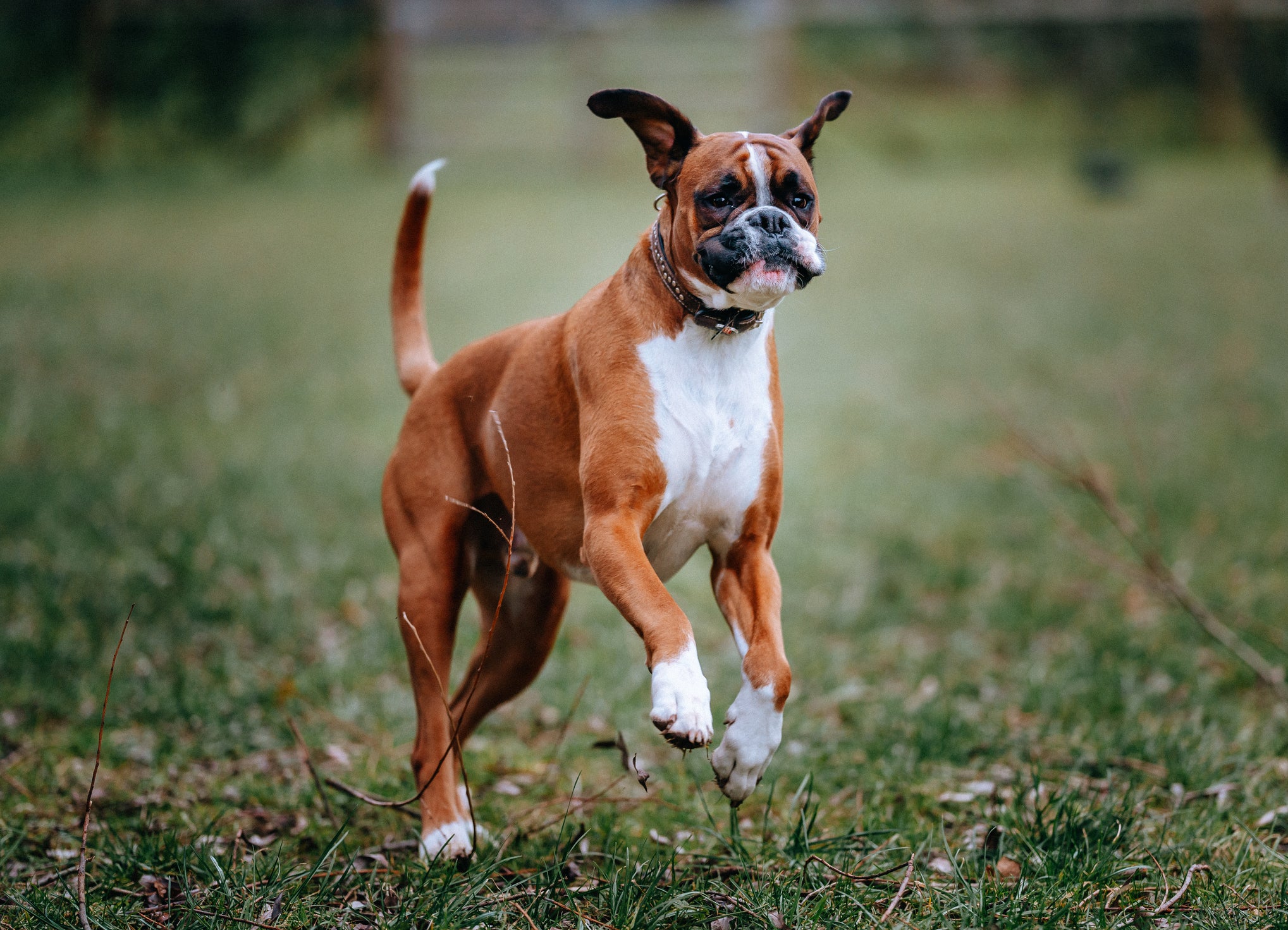 Cão Boxer pulando em gramado