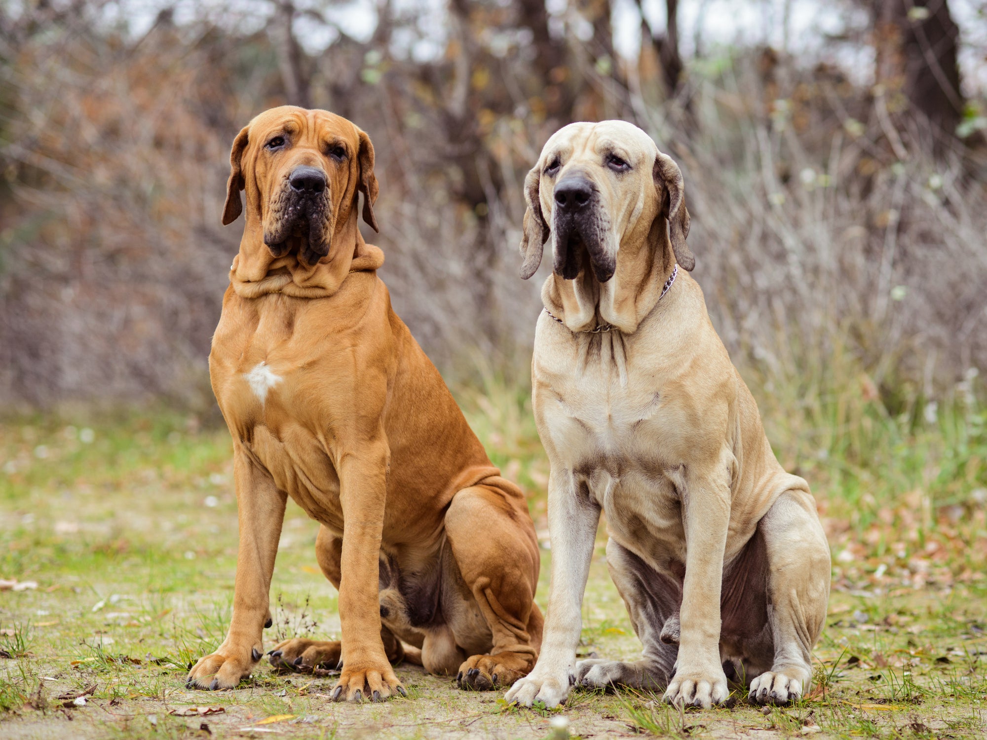 Dois cães da raça Fila-brasileiro sentados em bosque