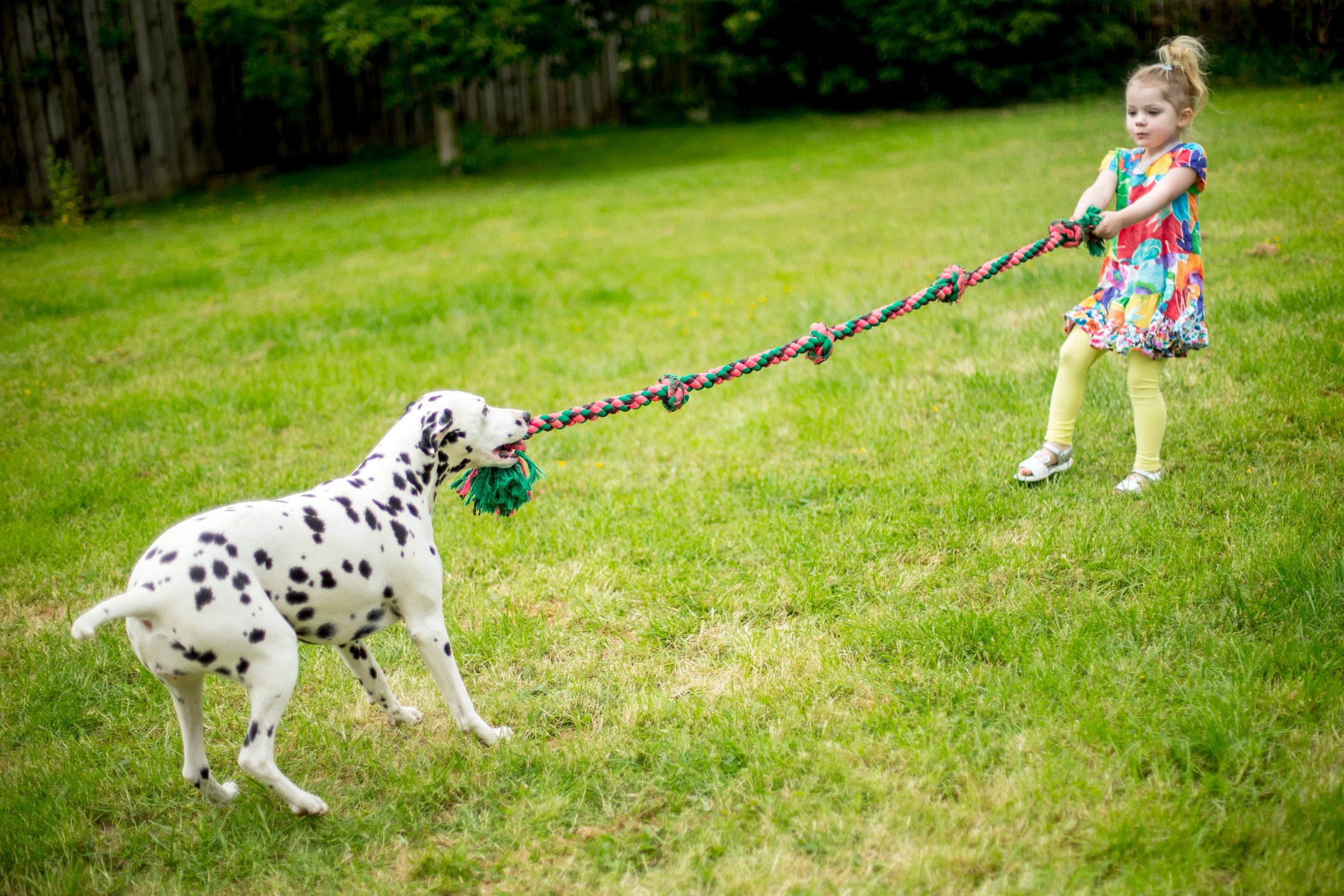 Cão Dálmata brincando de cabo de guerra com menina em gramado