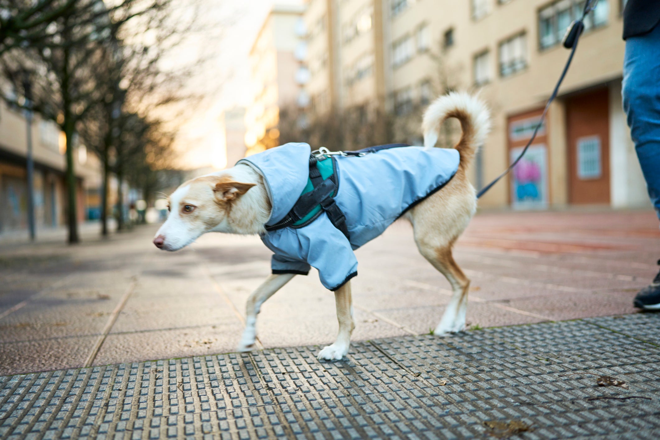 cachorro com frio passeando de casaco 