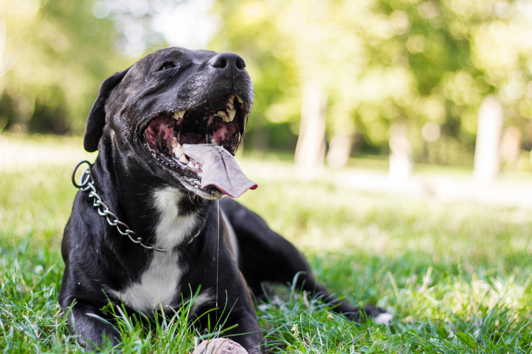 cachorro preto deitado na grama com a boca aberta