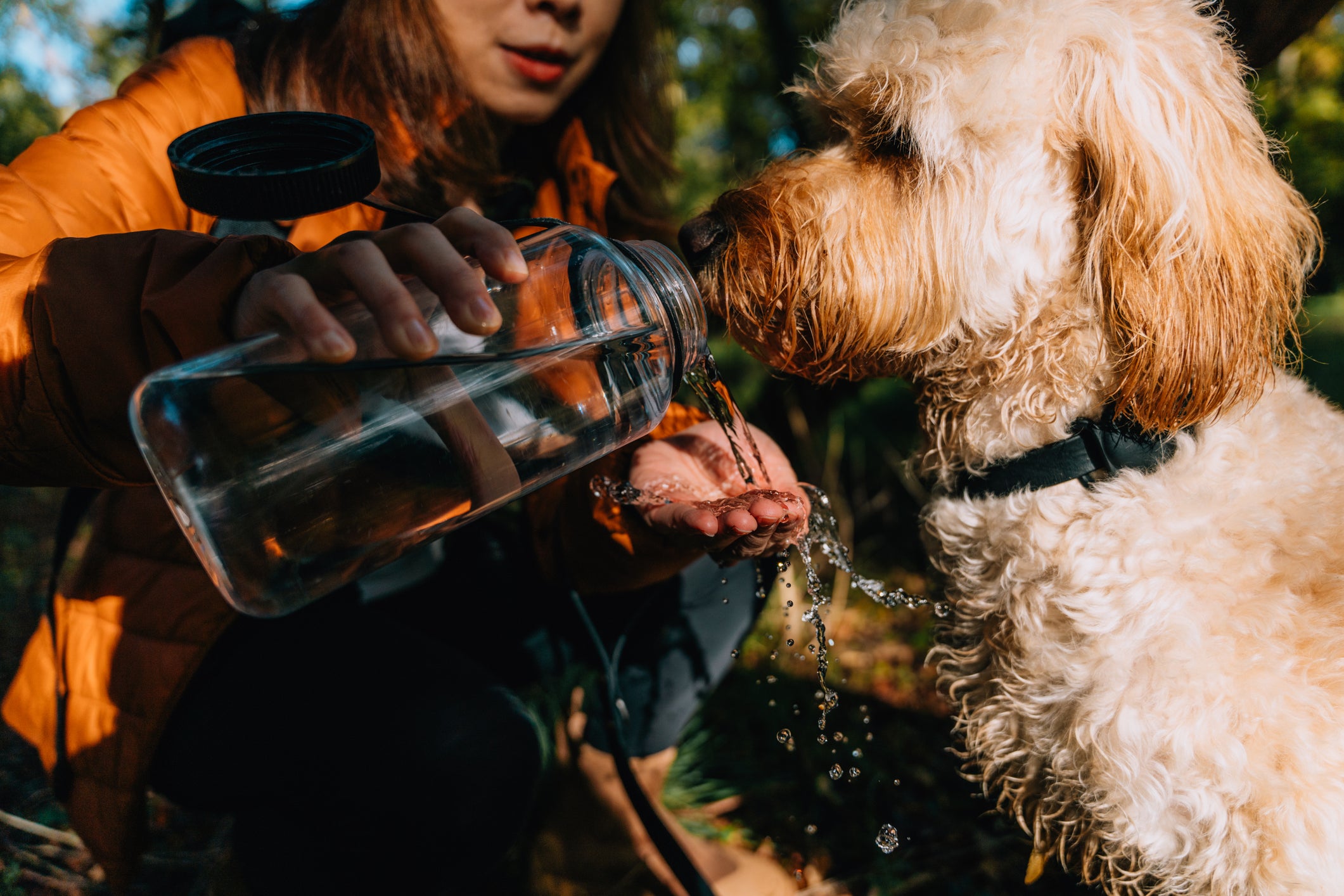 Cachorro peludo bebendo água de garrafa com ajuda de tutora