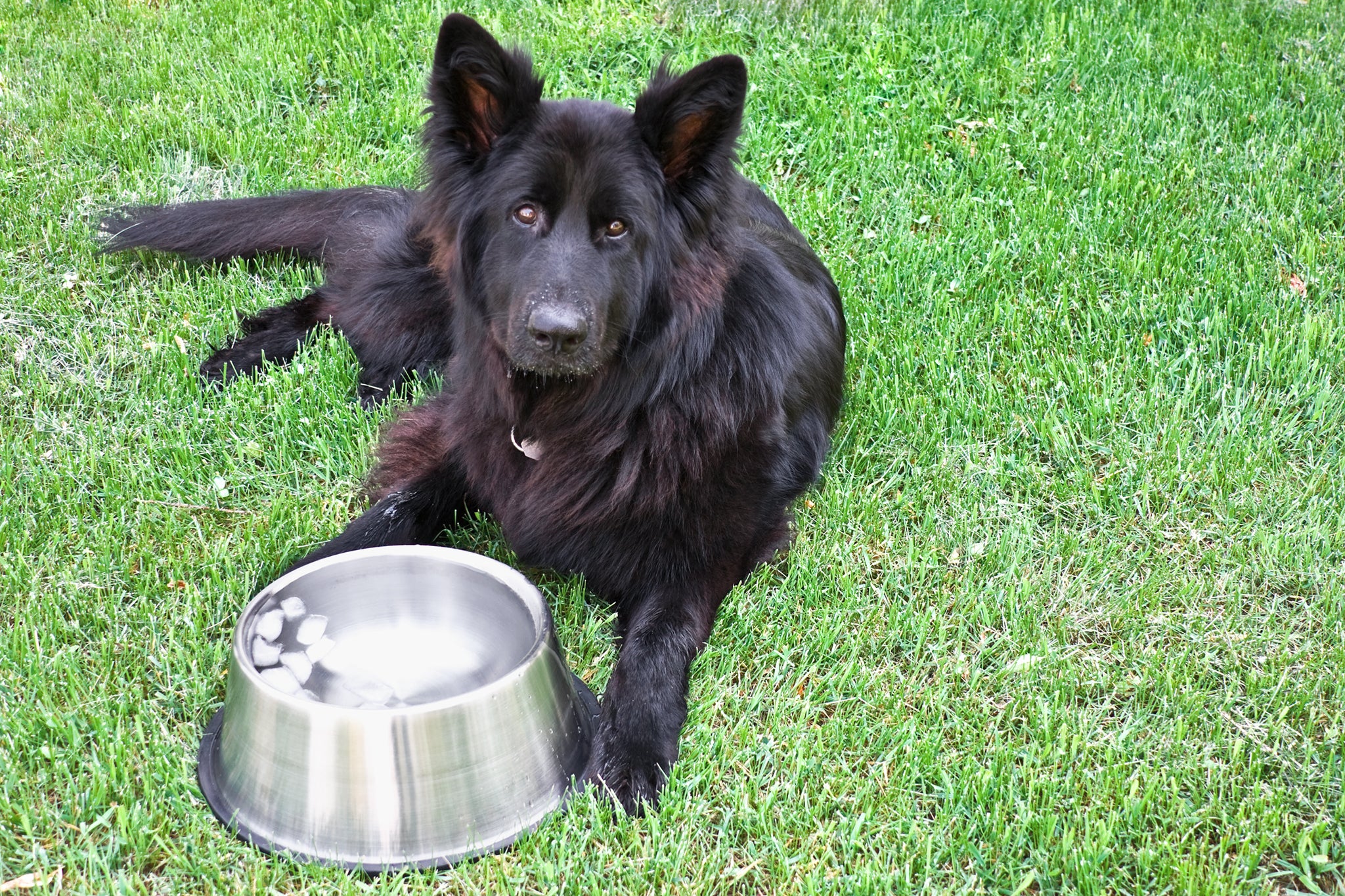 Cachorro grande, preto e peludo deitado em gramado perto de pote de água gelada