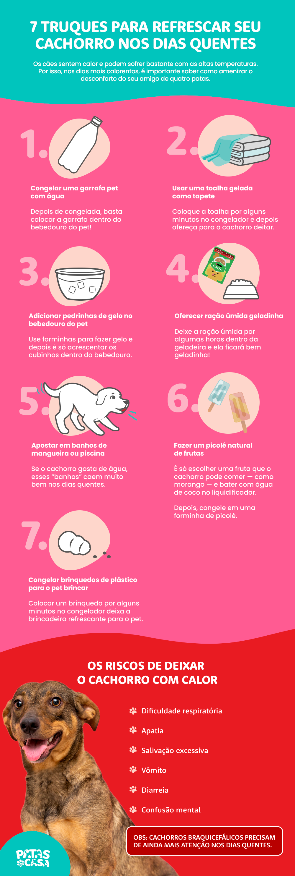 Bloco informativo mostrando como aliviar os sintomas de um cachorro com calor