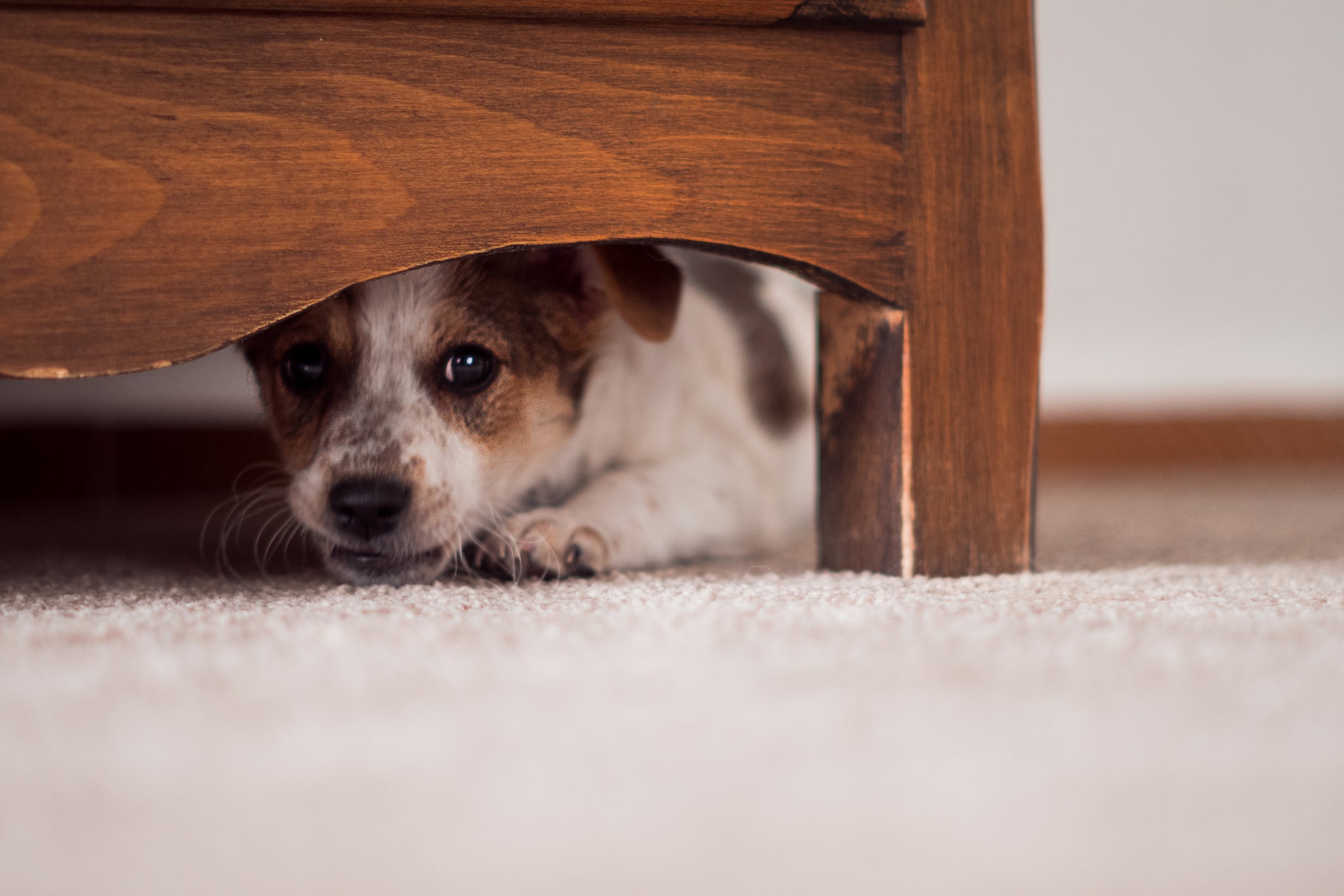 Cachorro escondido embaixo de móvel com medo