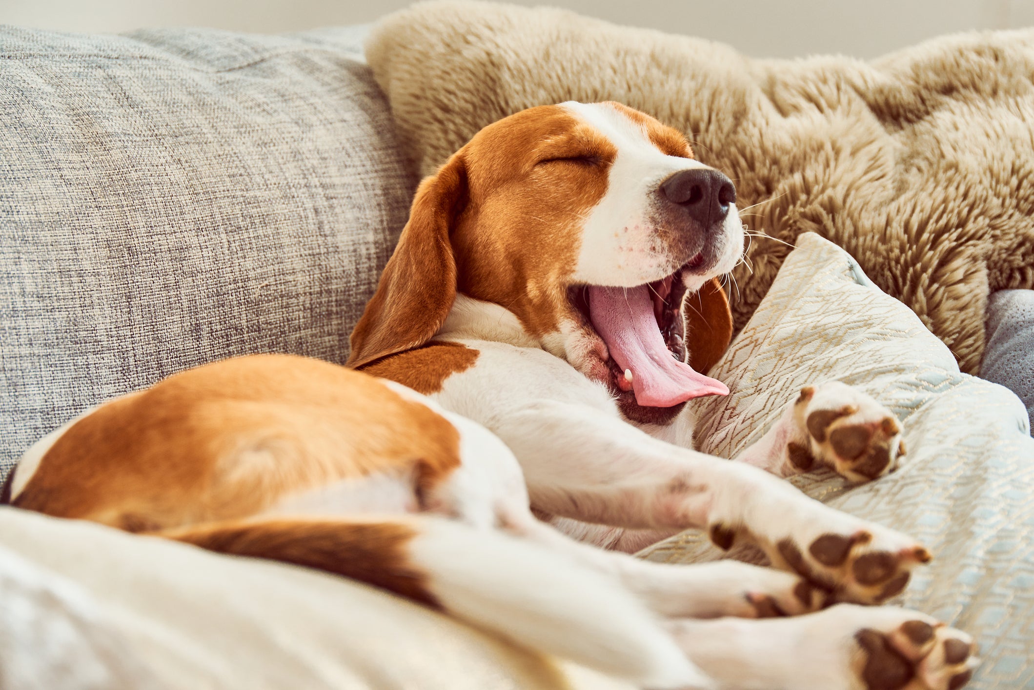 Cão Beagle deitado bocejando 