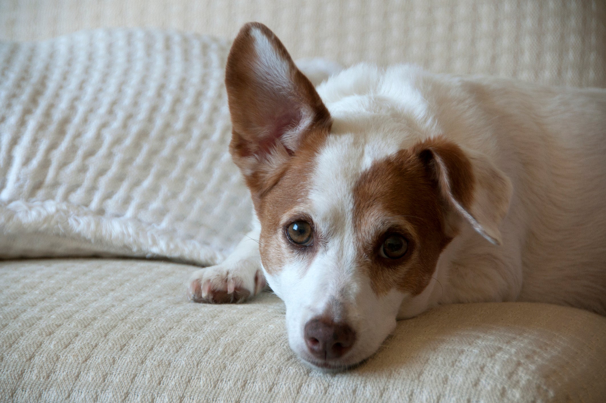 Cachorro com uma orelha em pé e outra caída deitado em sofá