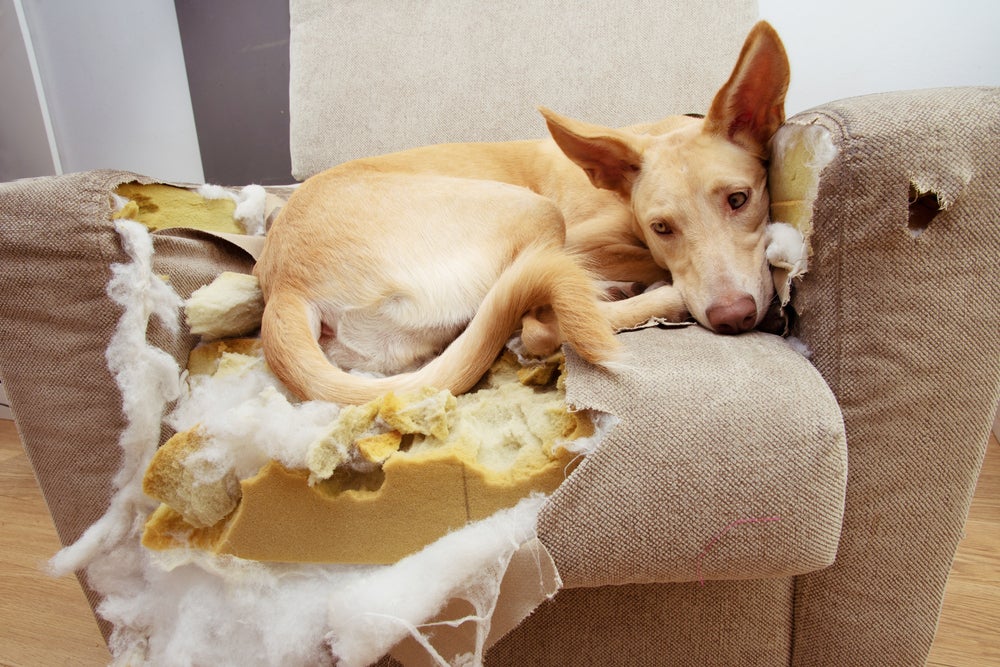 cachorro destruidor em cima de sofá todo destruído