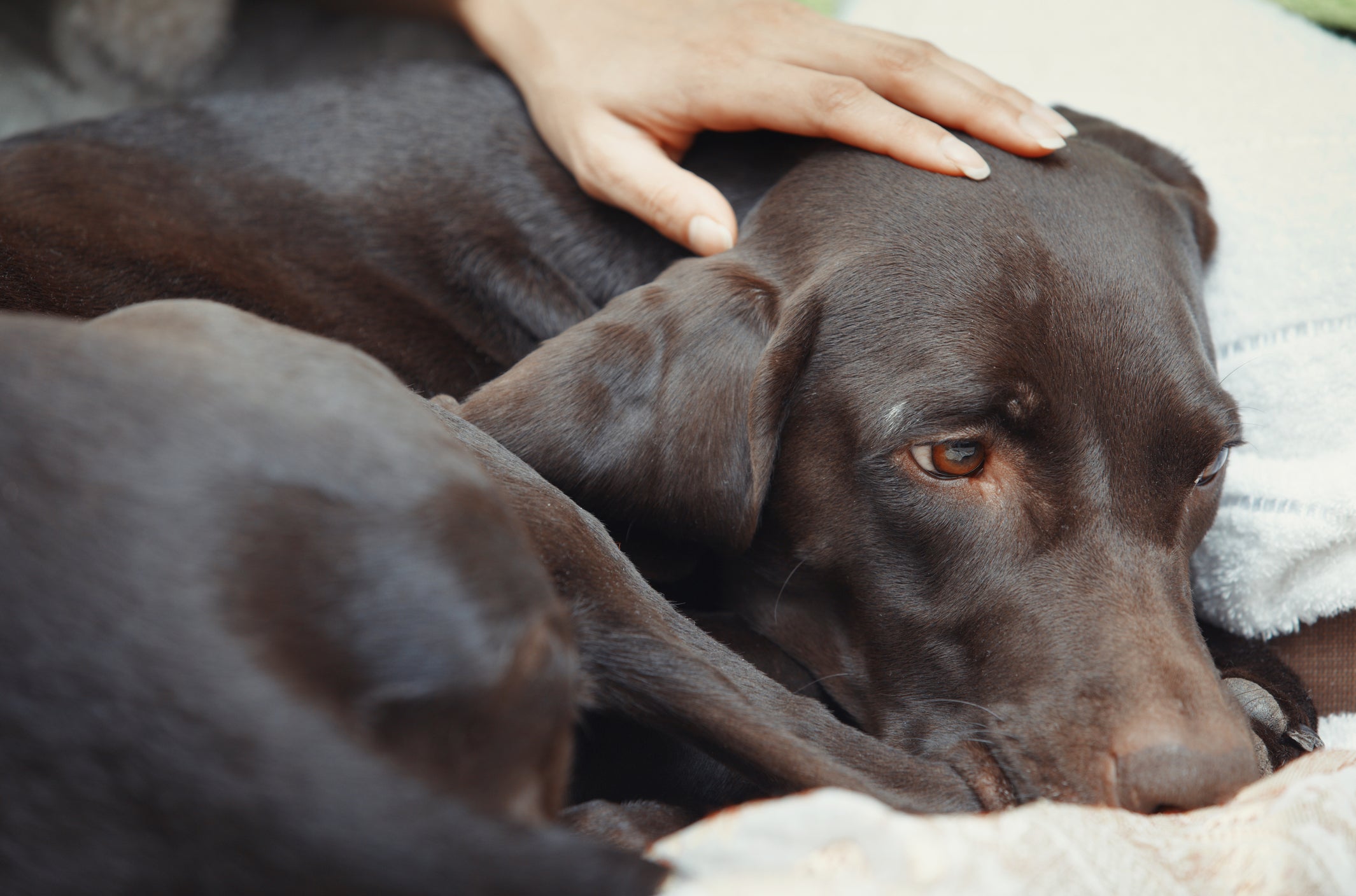 Cão marrom escuro com semblante abatido sendo consolado por mão humana