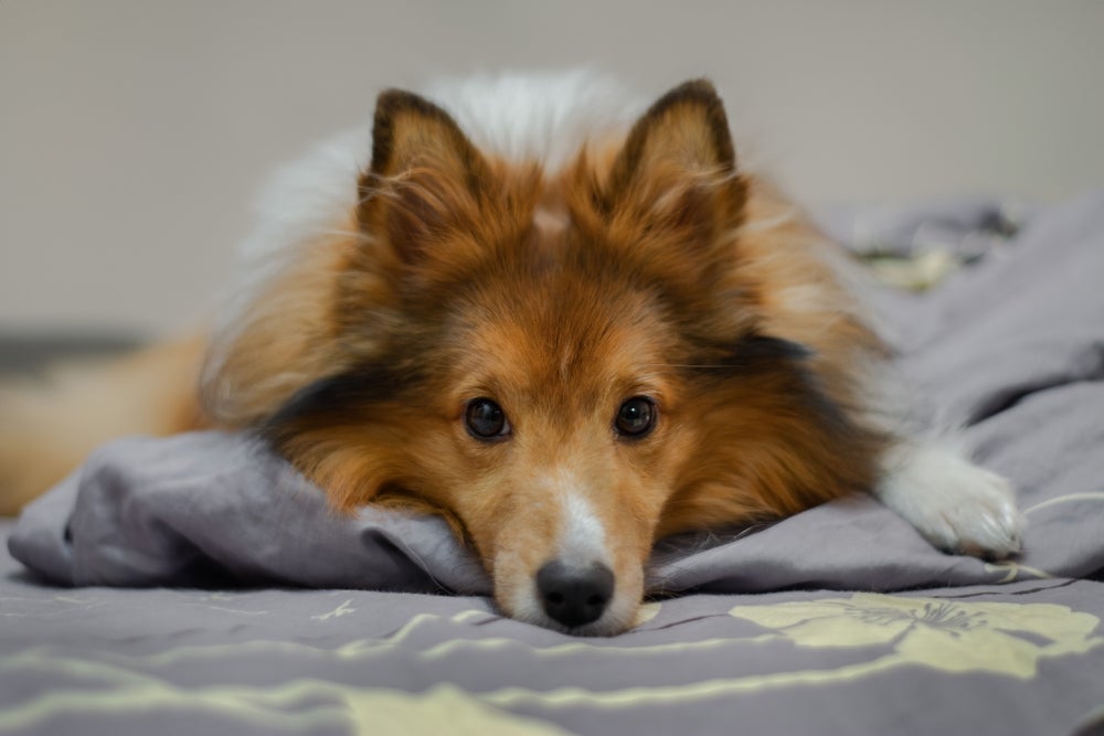 Cachorro da raça Collie de pelagem caramelo deitado na cama