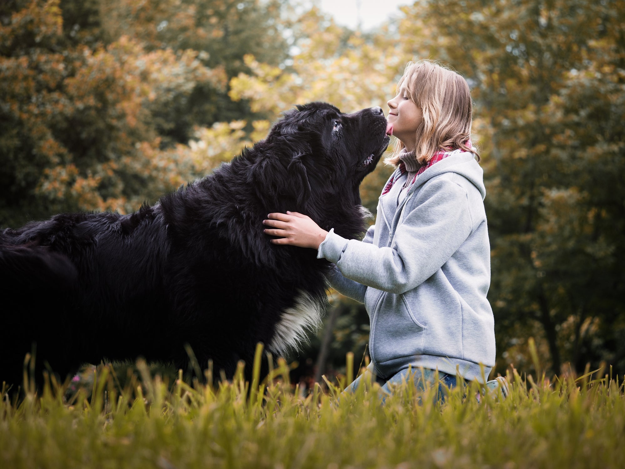 Cão gigante preto lambendo rosto de jovem