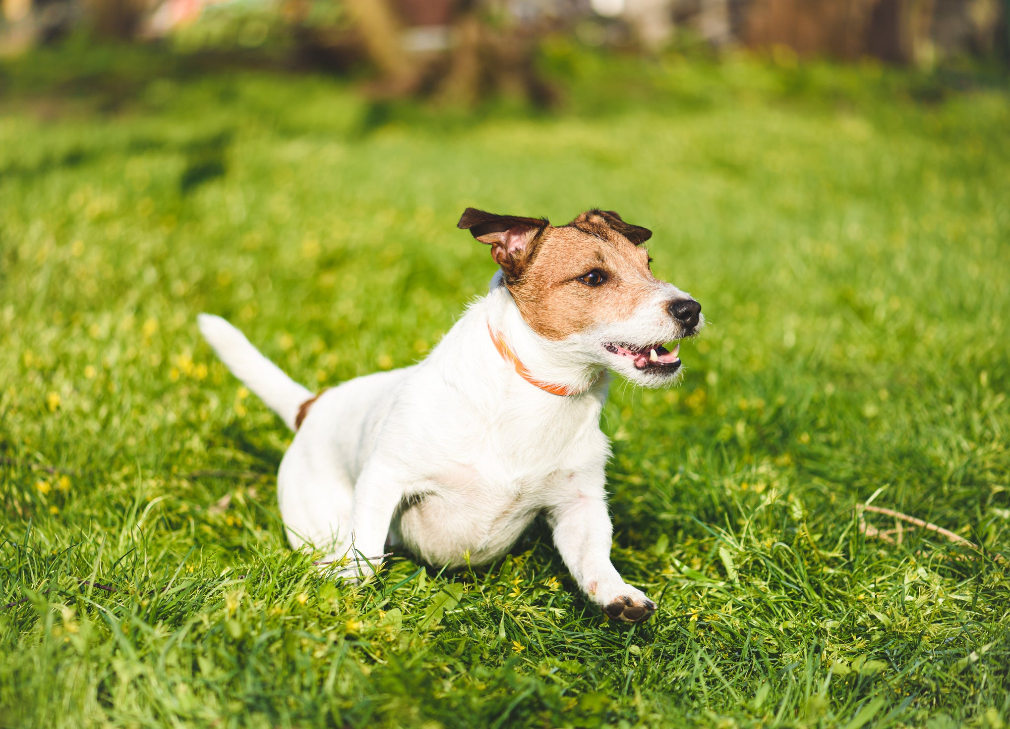 Cão Jack Russel Terrier correndo em gramado