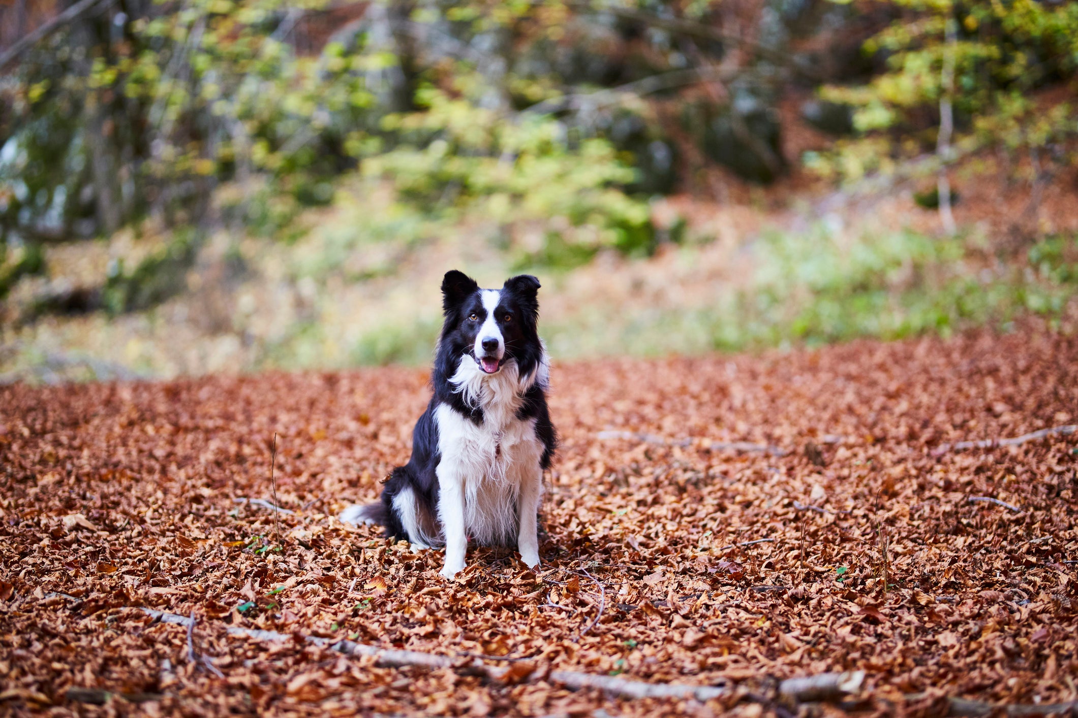 Border Collie sentado em chão de folhas de outono