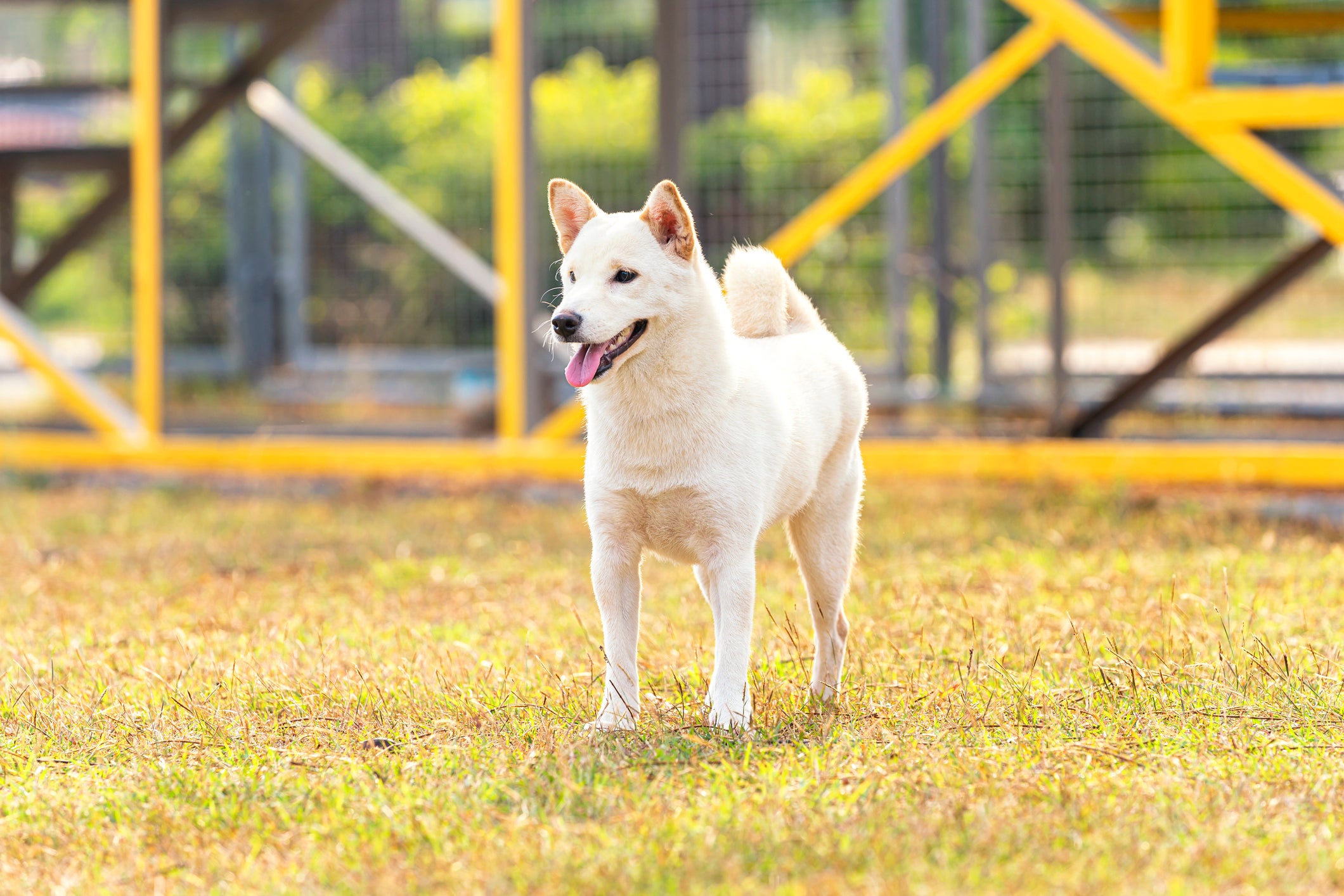 Cão Hokkaido Inu em pé em gramado