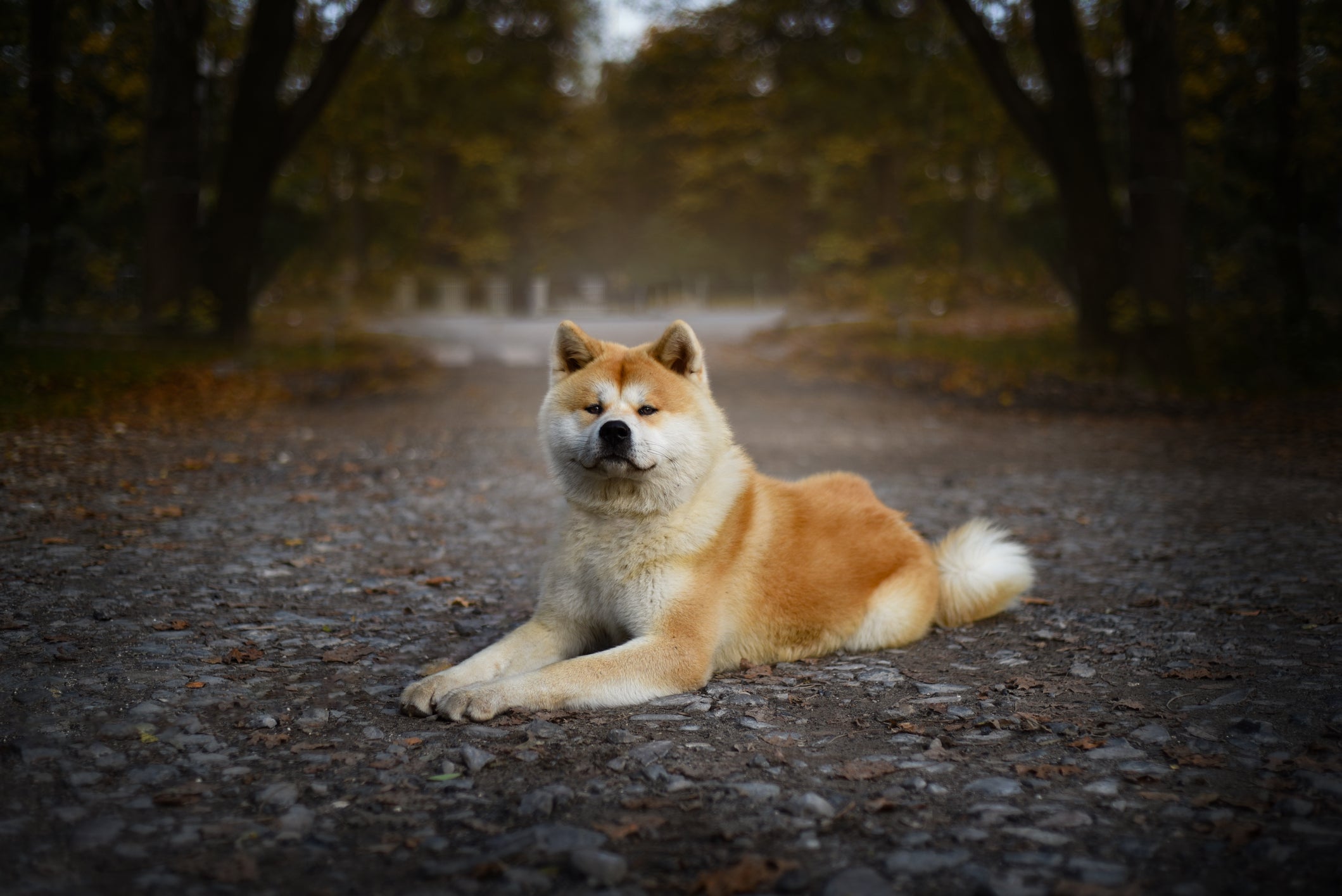 Cão Akita Inu deitado em chão de bosque