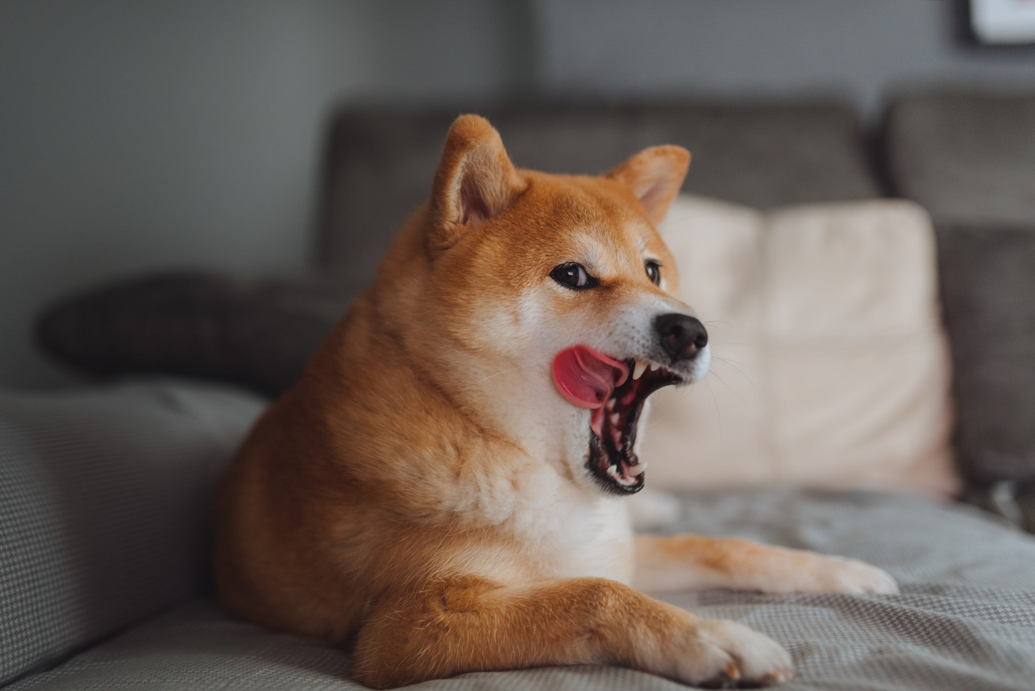 Cão Shiba Inu com a língua de fora