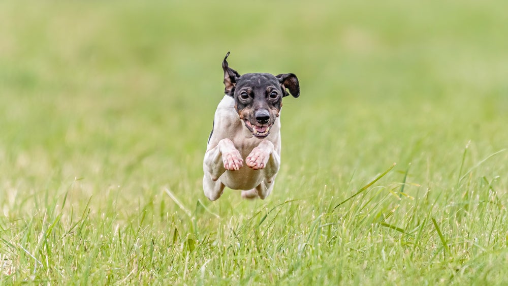 Cão Terrier Japonês correndo em gramado