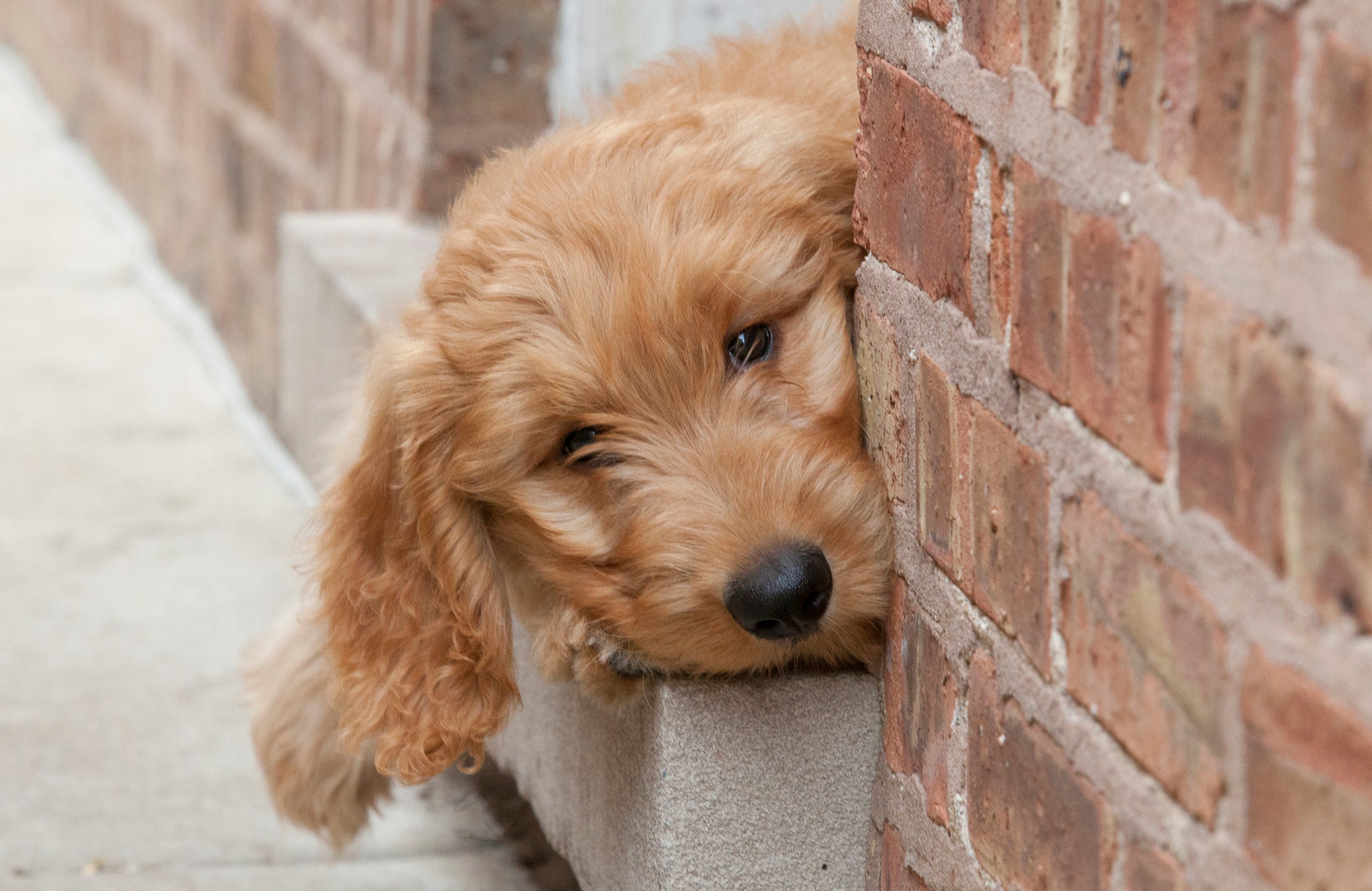 Cachorro perto de parede de tijolos