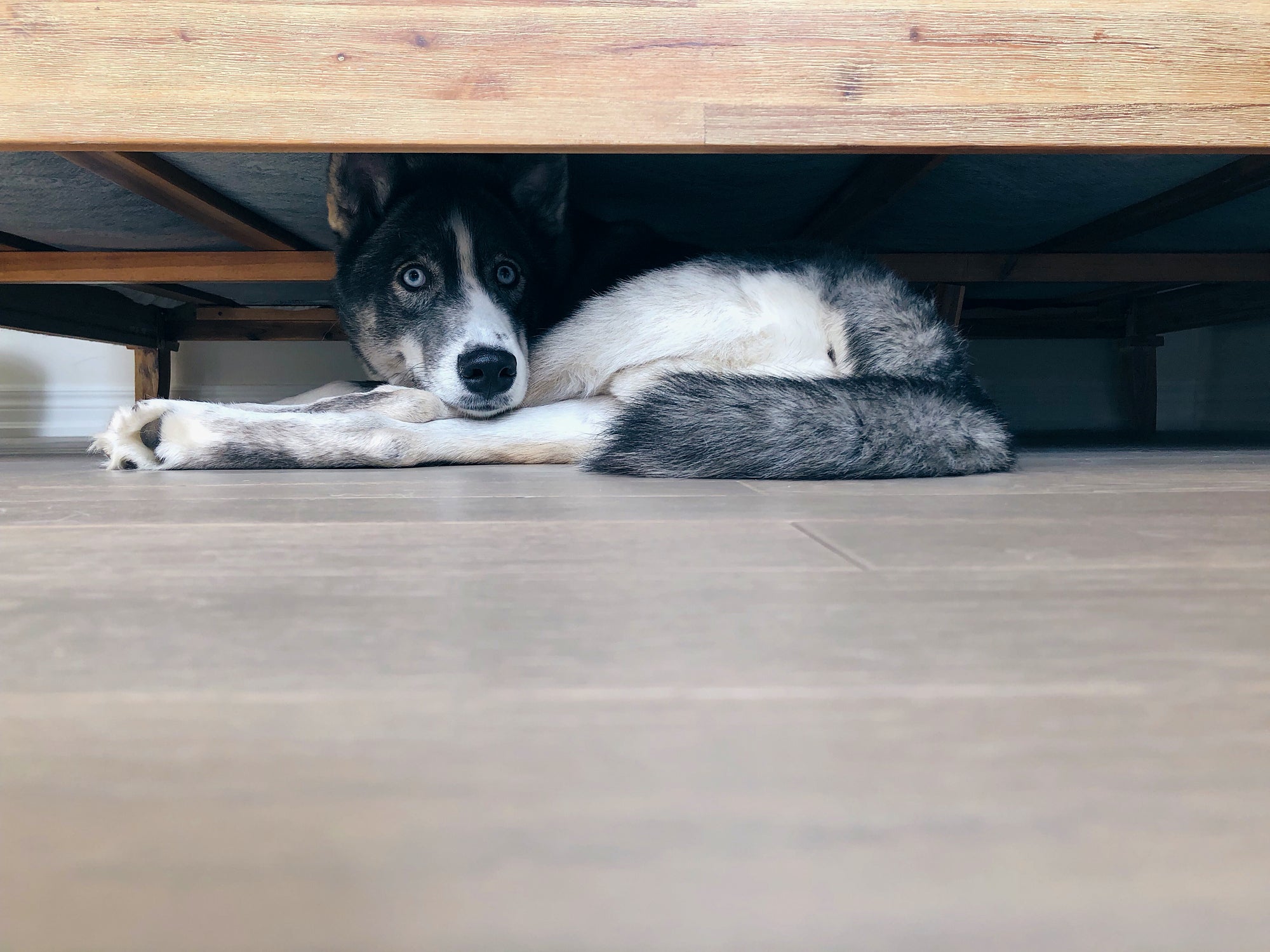 Cachorro cinza e branco escondido embaixo de cama, com medo