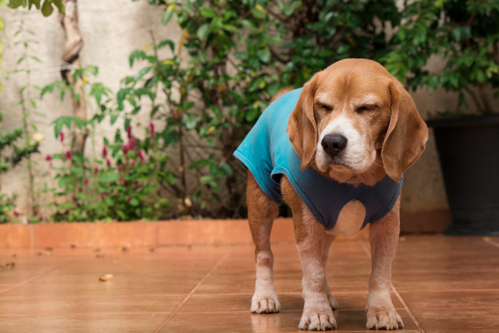 Cão usando roupa de pós-cirurgia azul claro