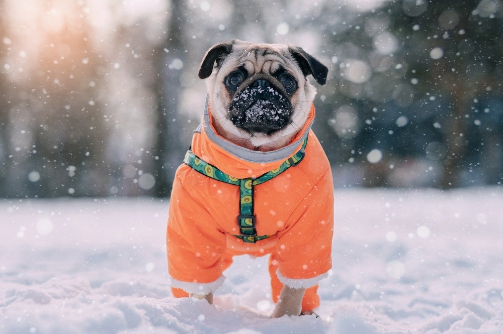 Cachorro na neve da raça Pug
