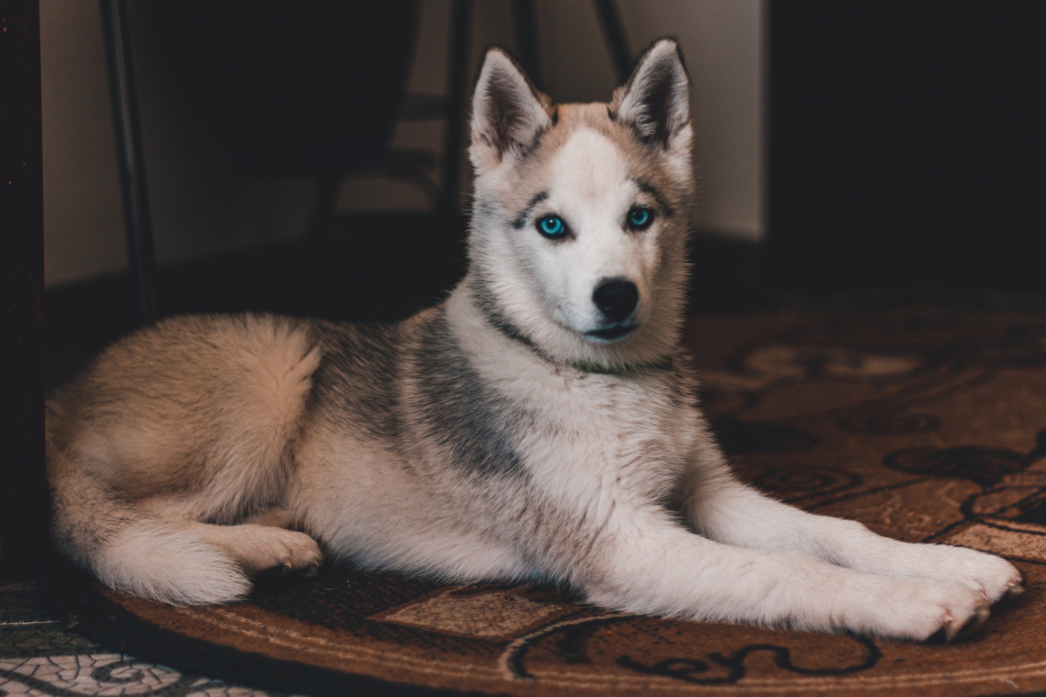 Cão Husky Siberiano deitado em tapete