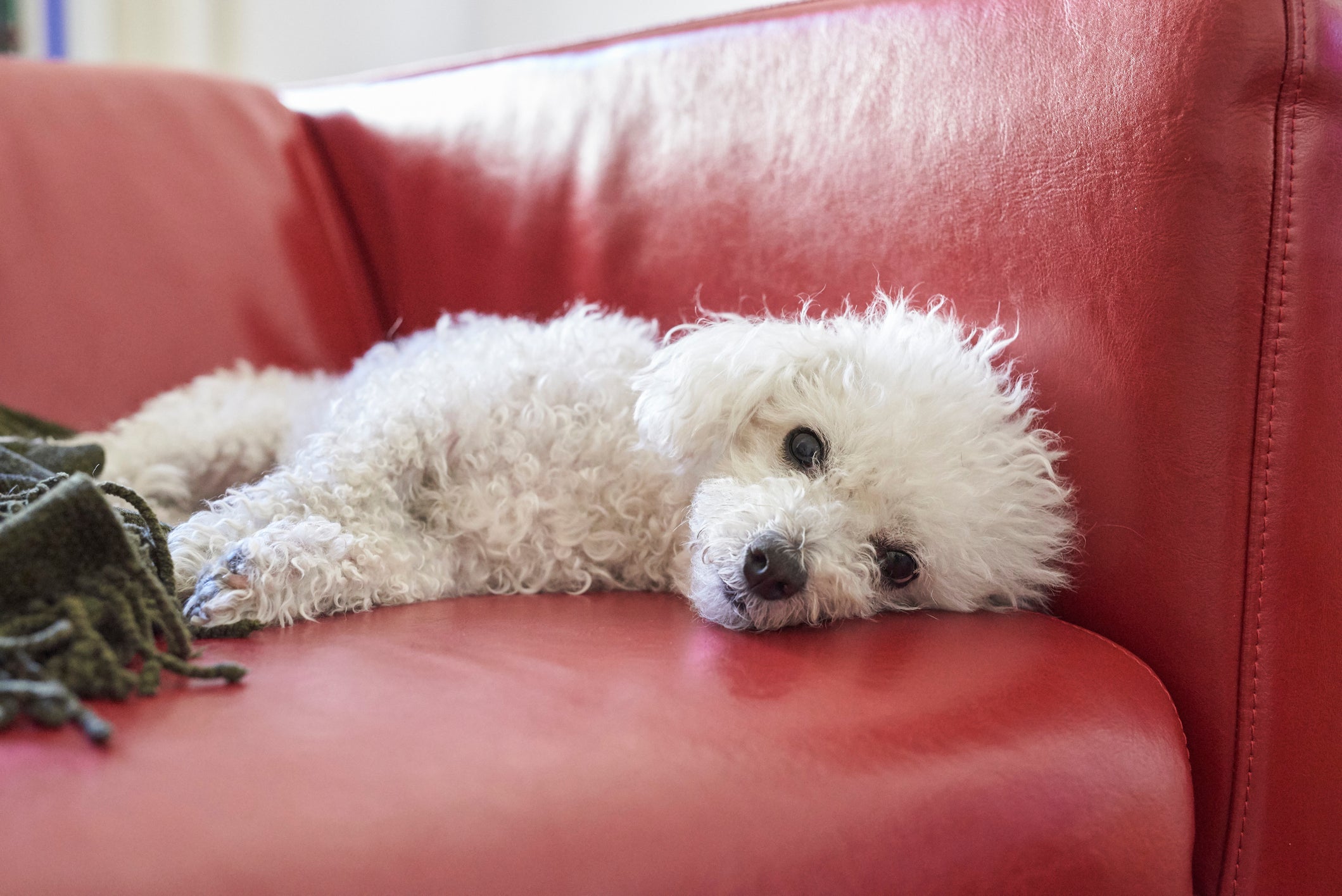 Cãozinho Bichon Frisé deitado em sofá vermelho