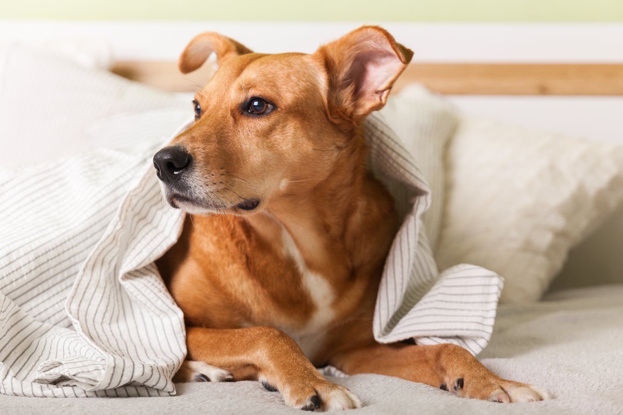 Cachorro Vira-lata caramelo deitado em cama com lençol por cima