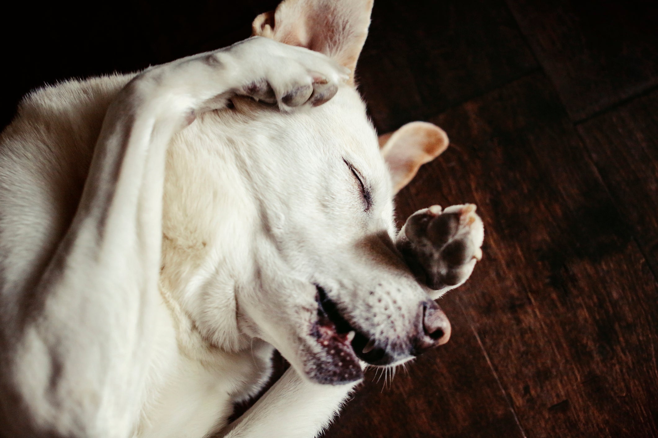 Cachorro passando a pata no rosto