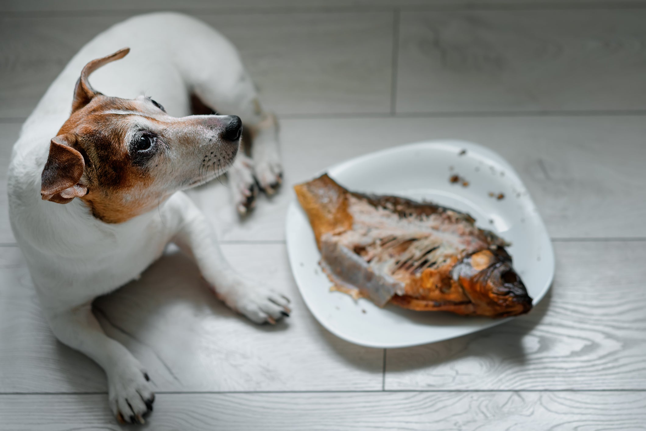 Cachorro perto de prato com peixe