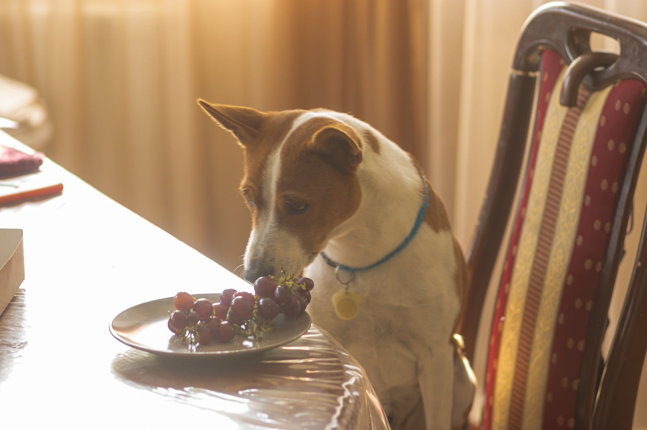 Cachorro sentado em cadeira perto de mesa cheirando cacho de uvas roxas em prato