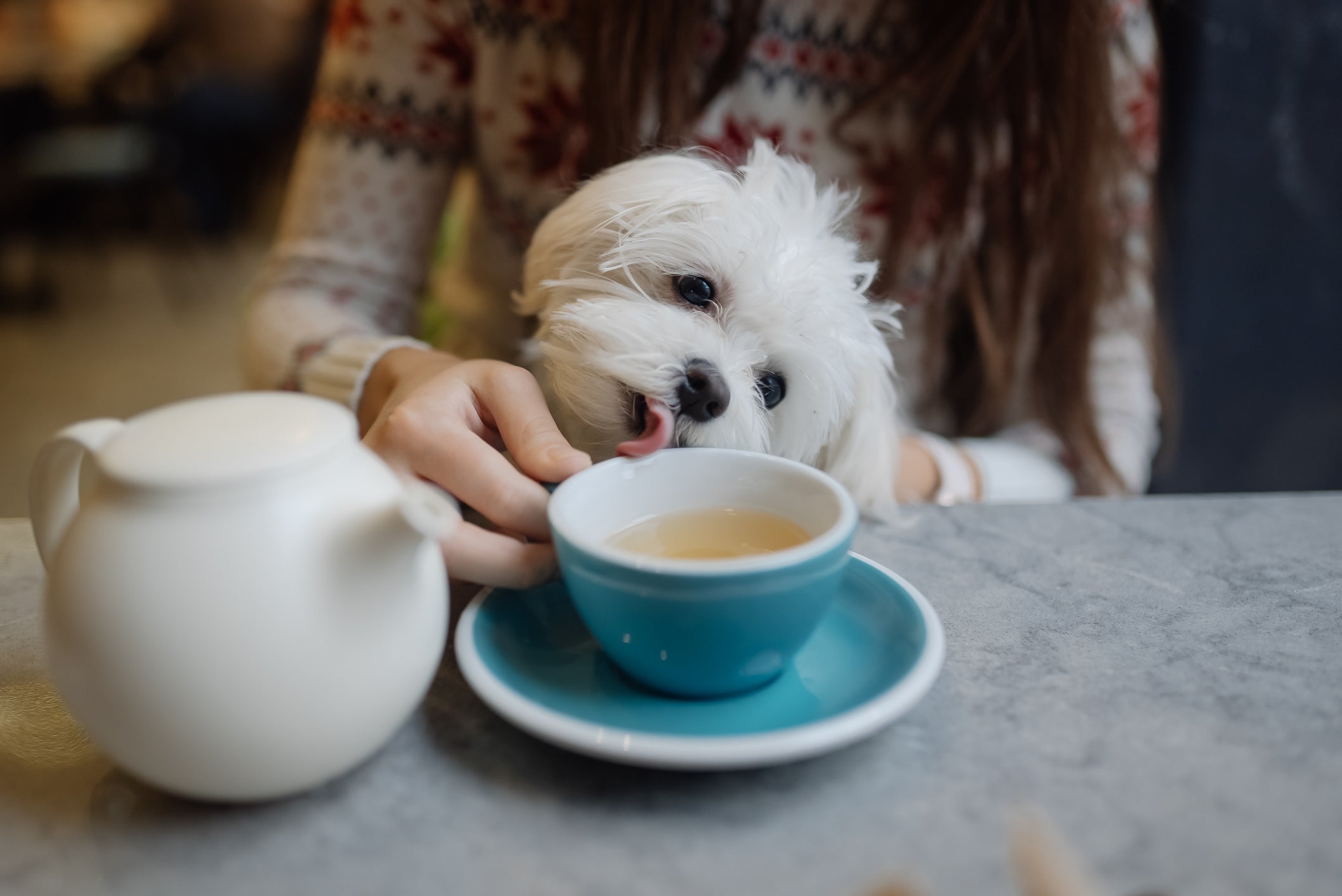 Cachorrinho branco lambento xícara de chá de sua tutora