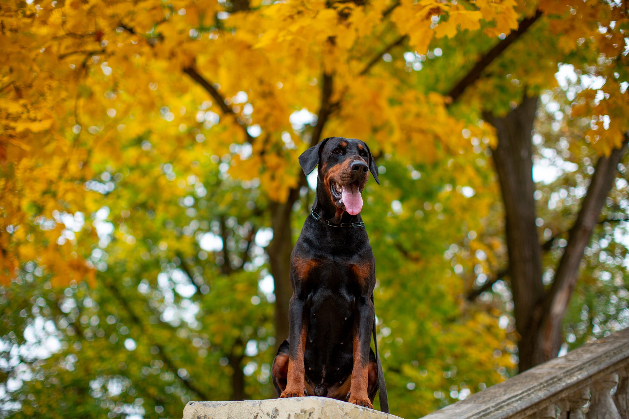 Cão Doberman com árvore de folhas amarelas ao fundo