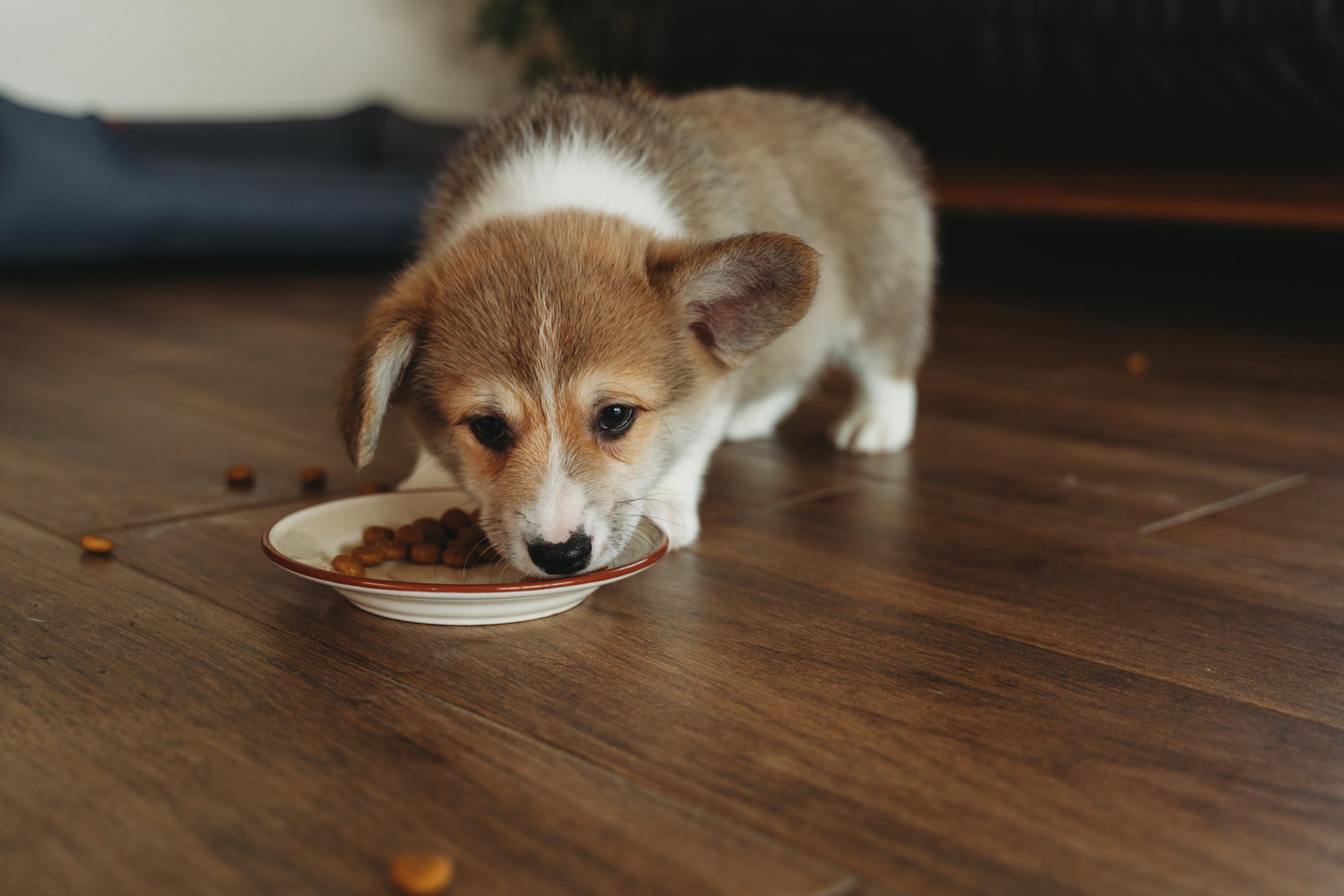 Cãozinho comendo ração em prato