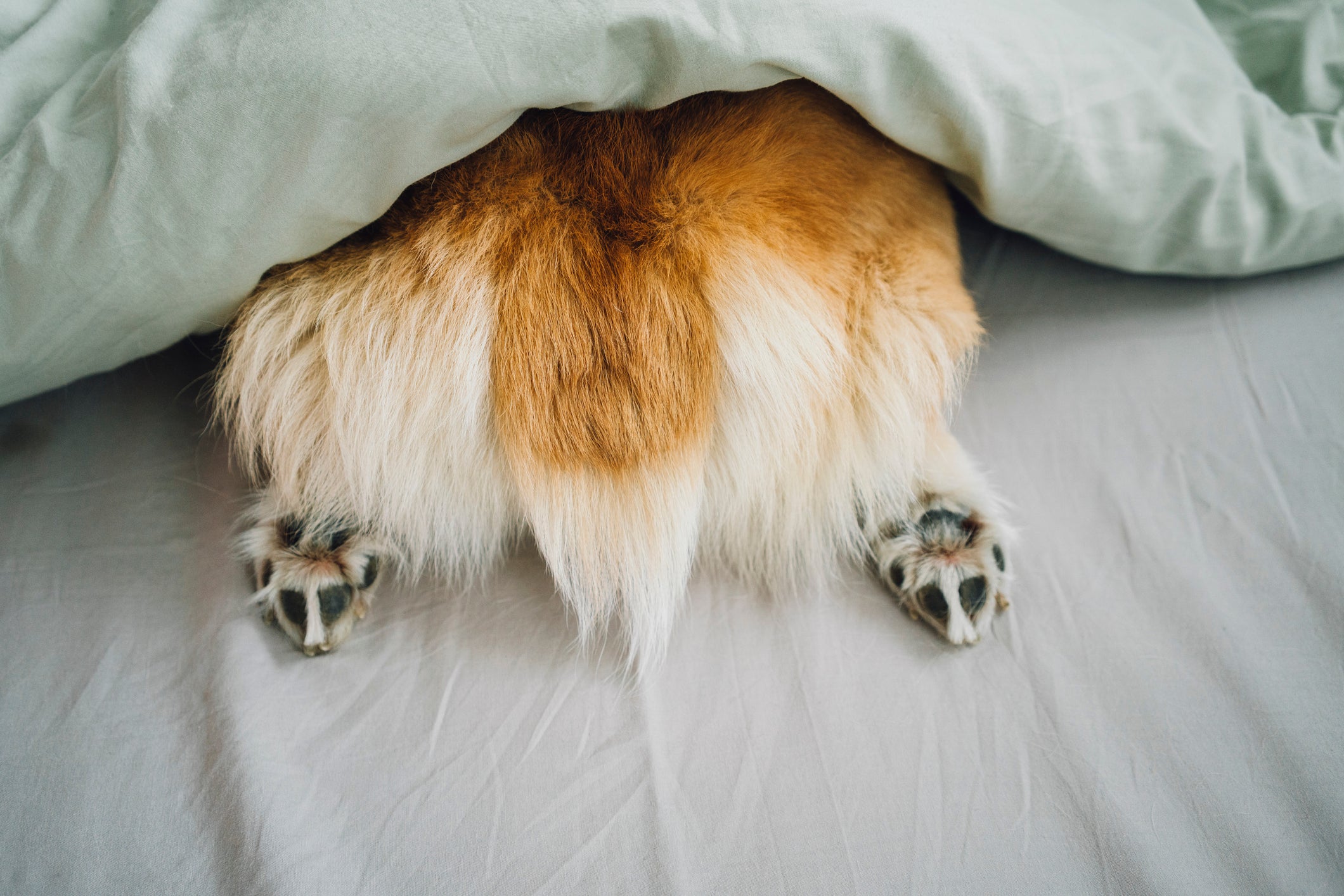 Cachorrinho embaixo de travesseiro com rabo à mostra