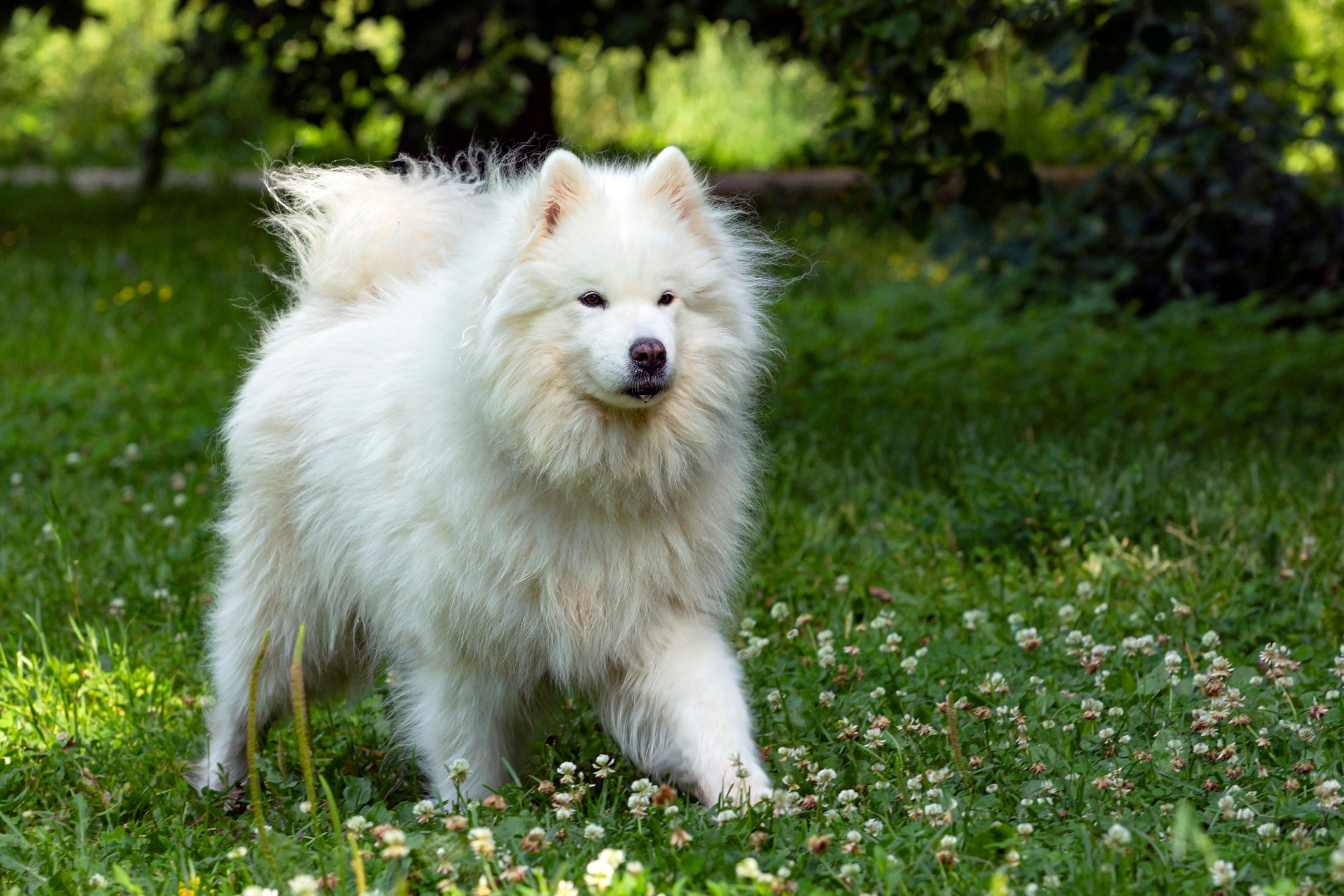 Cachorro grande, branco e peludo andando em gramado ensolarado e florido