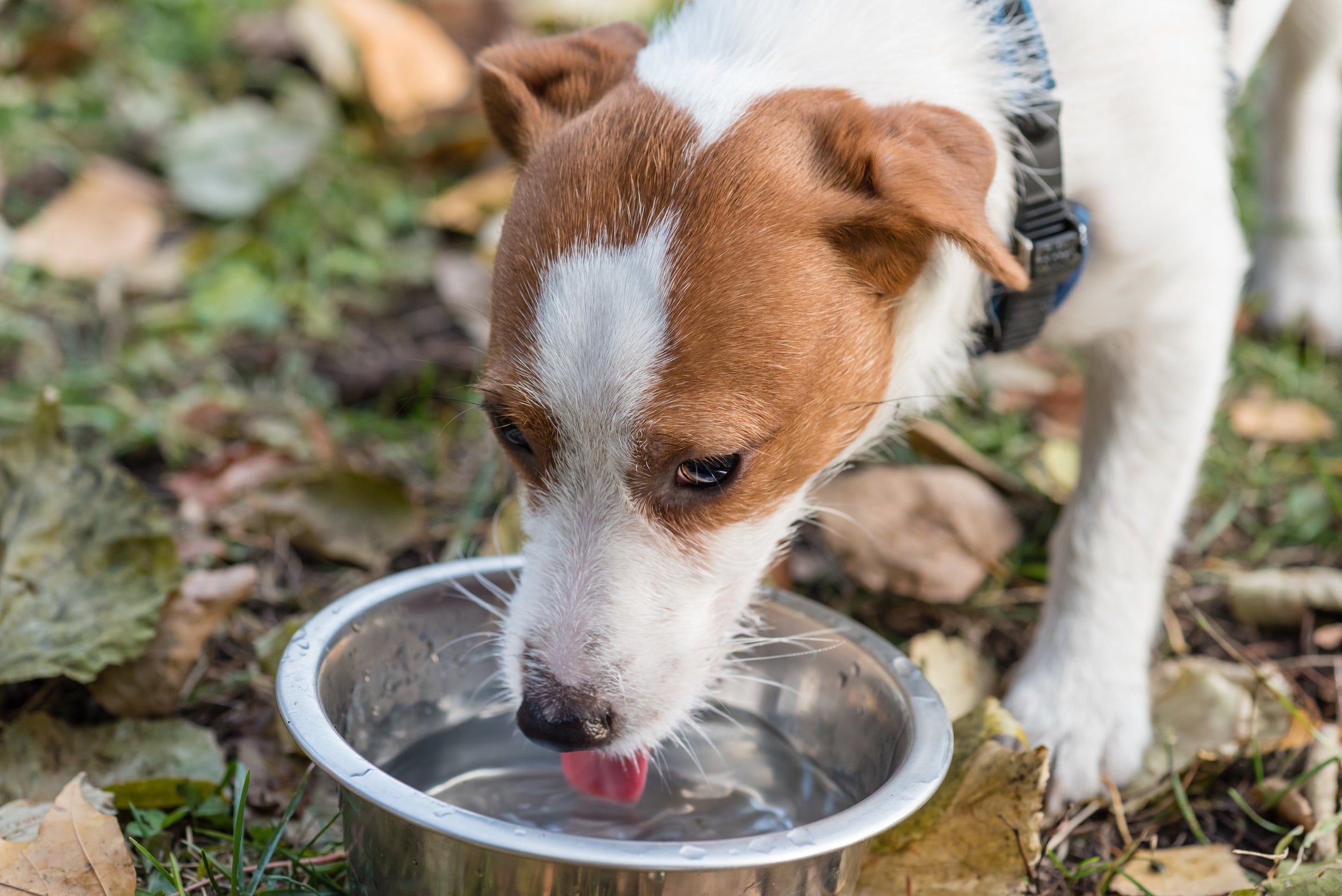 Cachorro branco com mancha marrom bebendo água em pote prateado