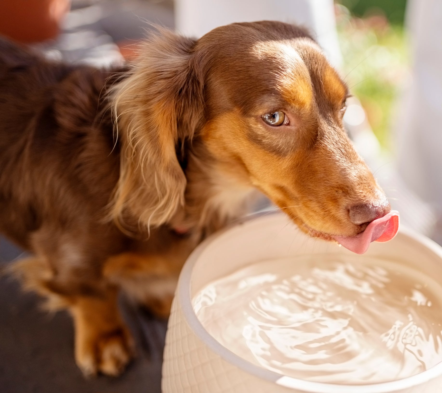 Cãozinho marrom bebendo água em pote branco